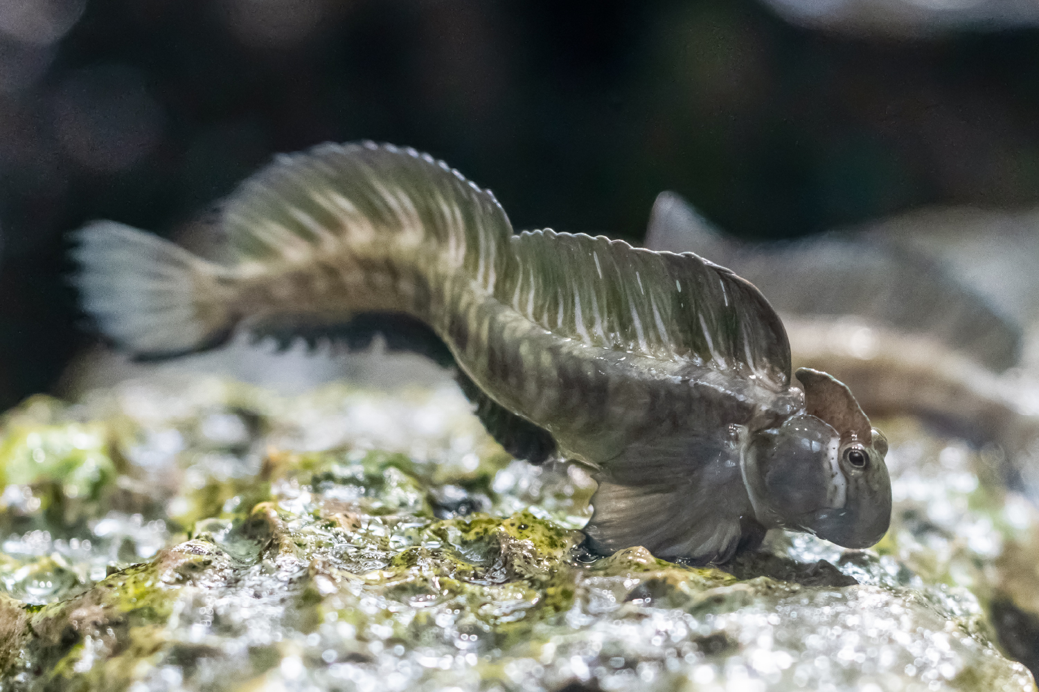 ヤセタマカエルウオのオス
