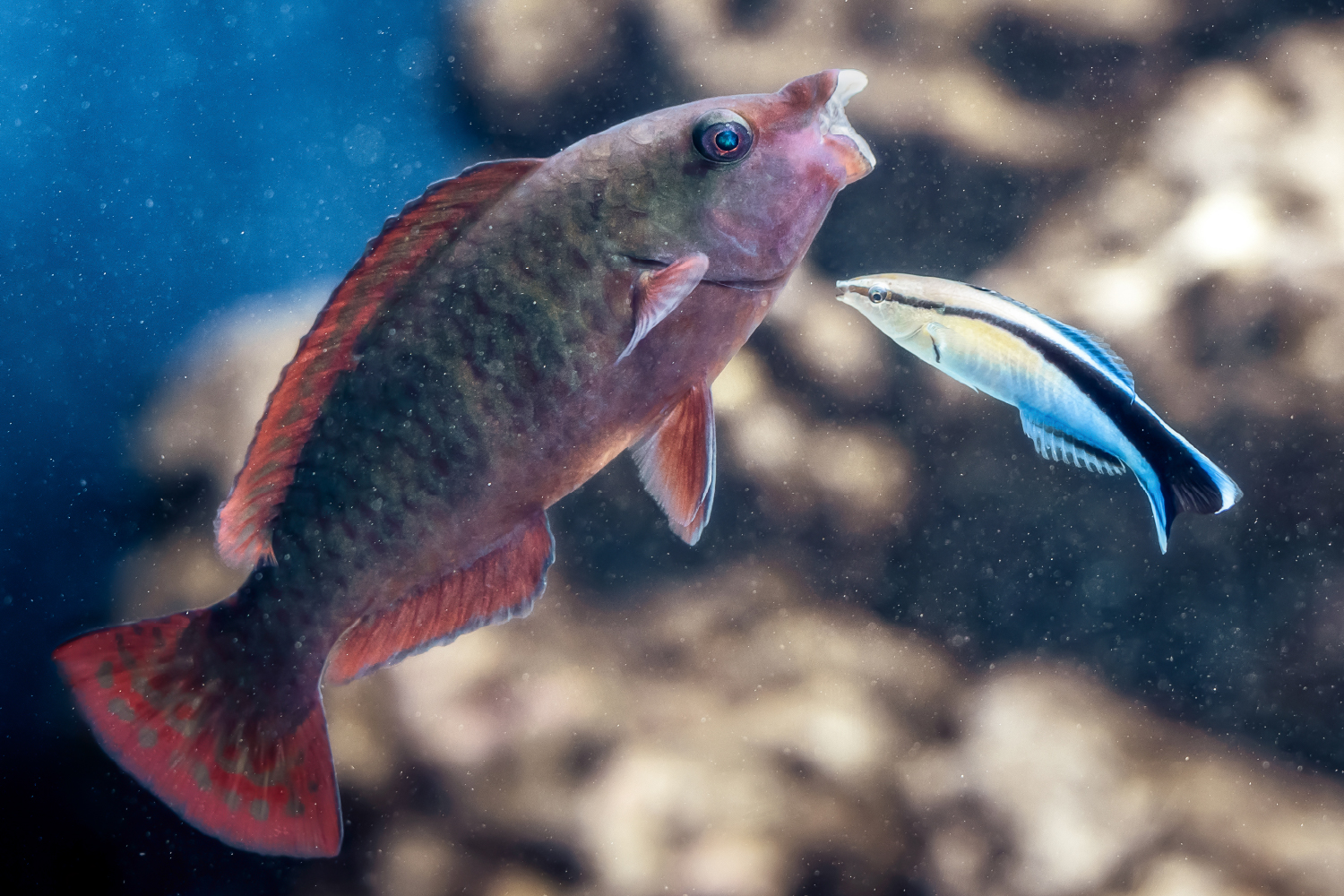他の魚の体をつつくホンソメワケベラ