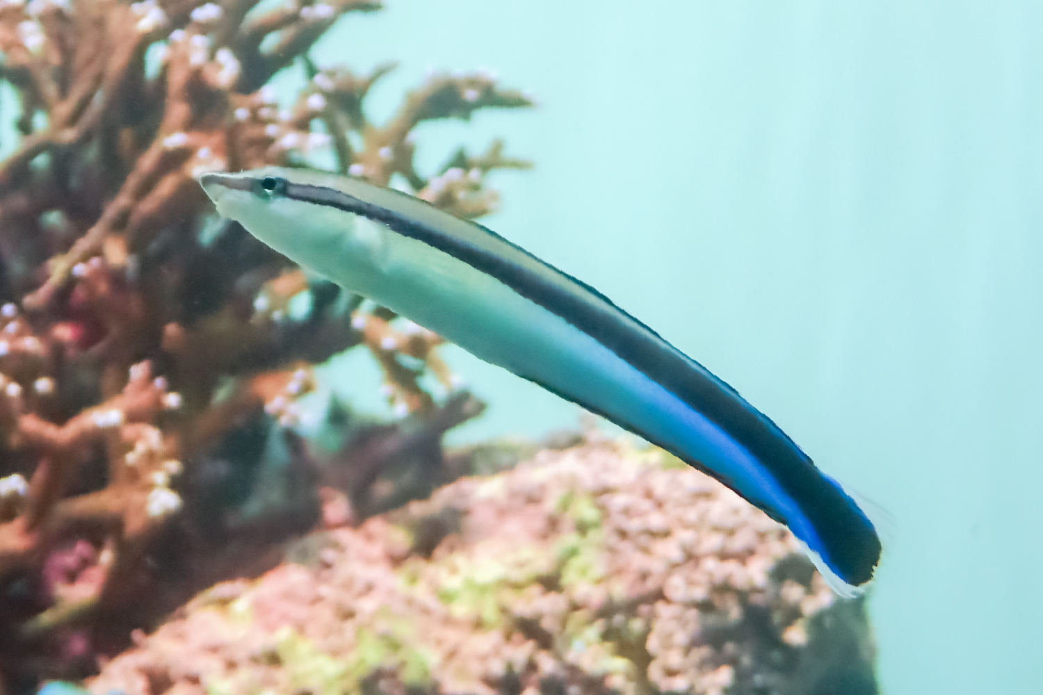 ホンソメワケベラのふりをする魚