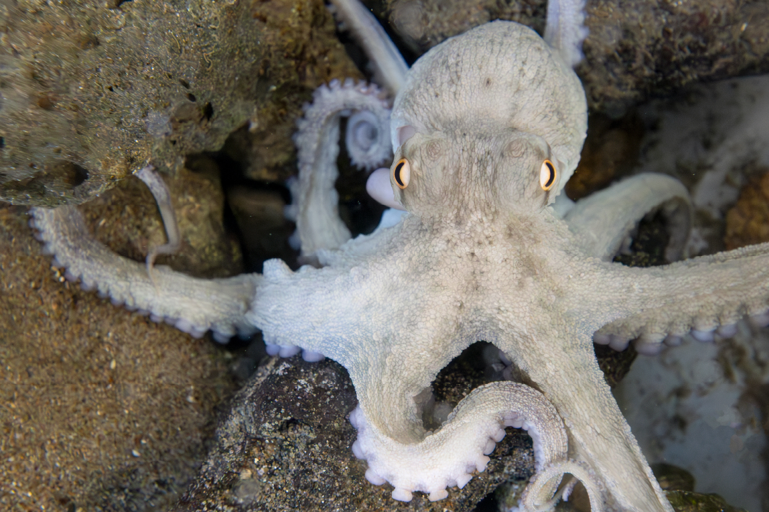 マダコの体のつくり