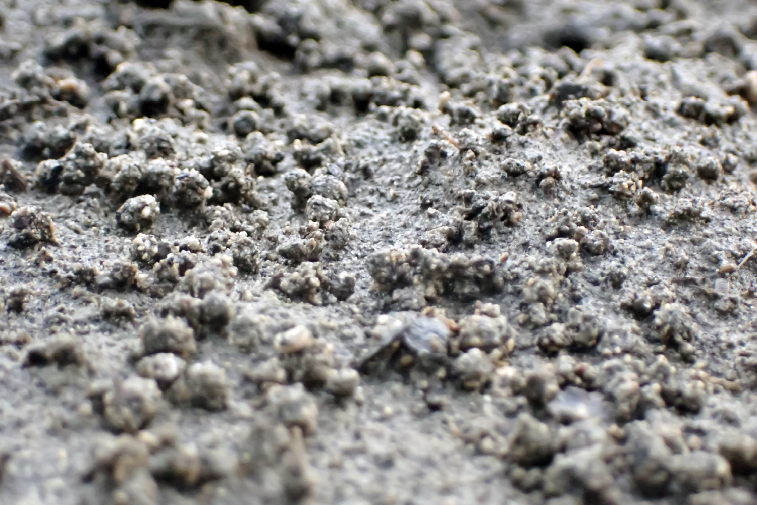 チゴガニが巣のまわりに排出した小さな団子状の砂泥