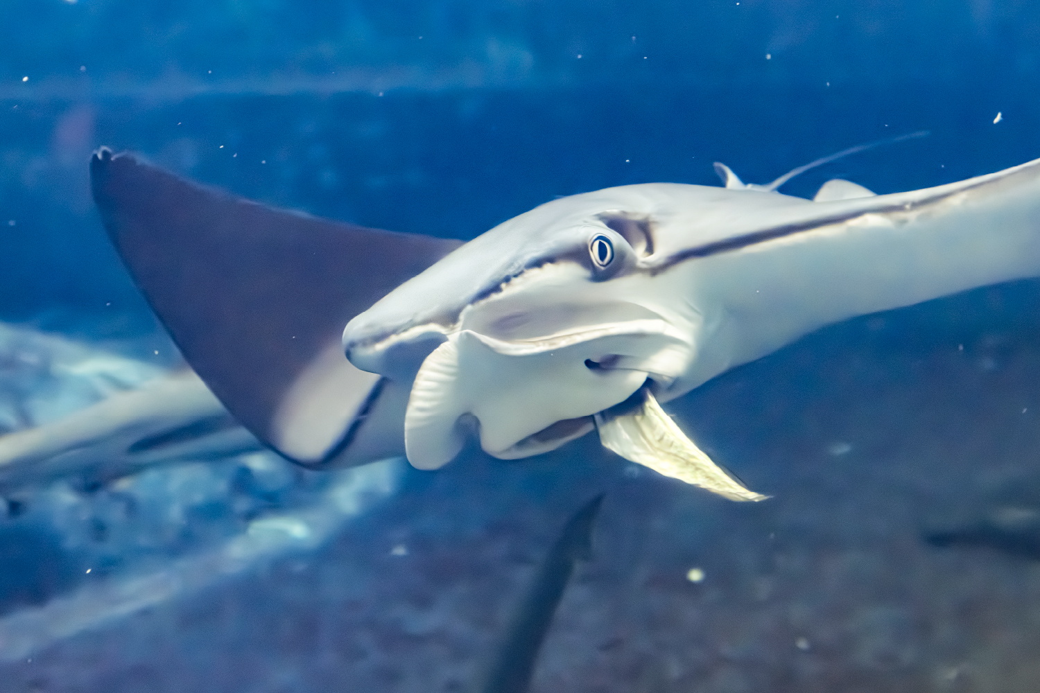 ウシバナトビエイの頭びれ