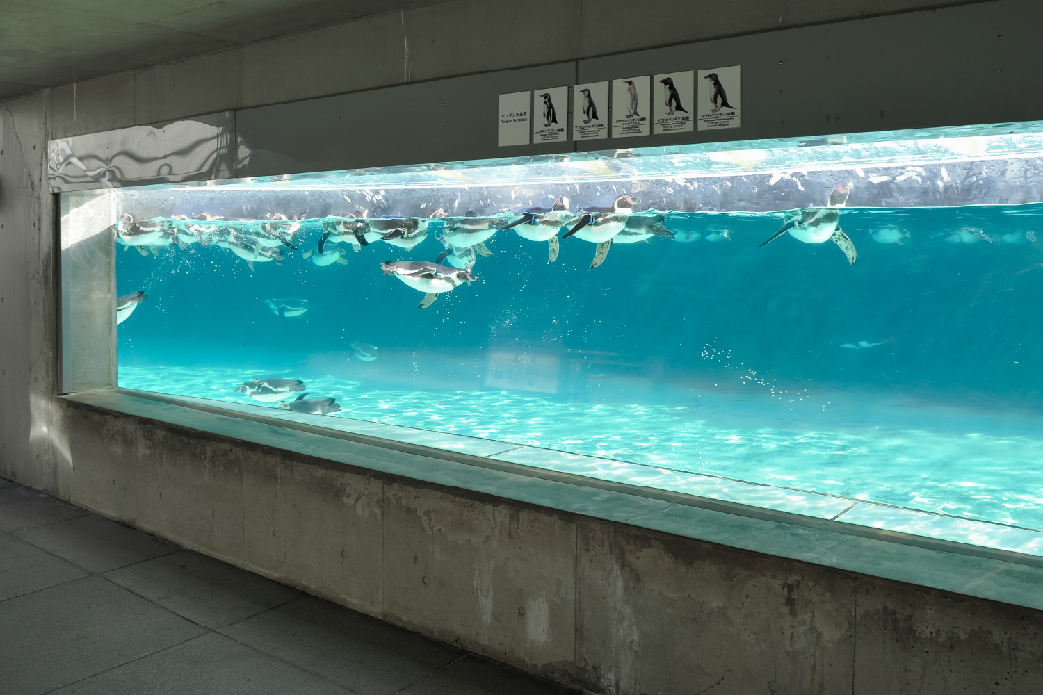 ペンギンの展示