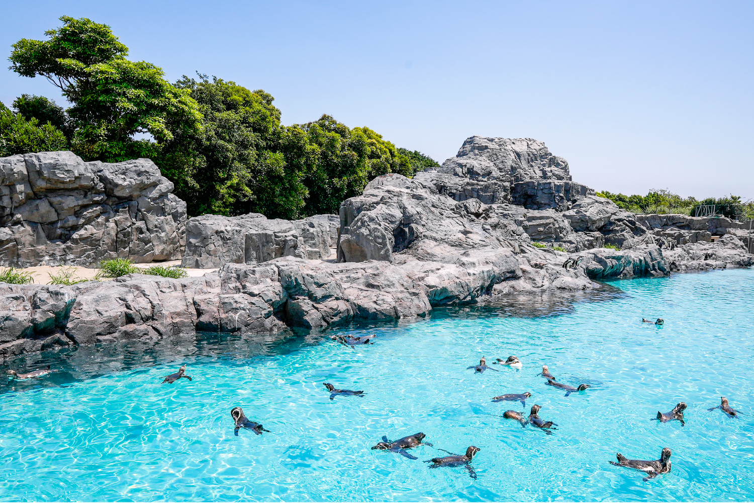 ペンギンの展示