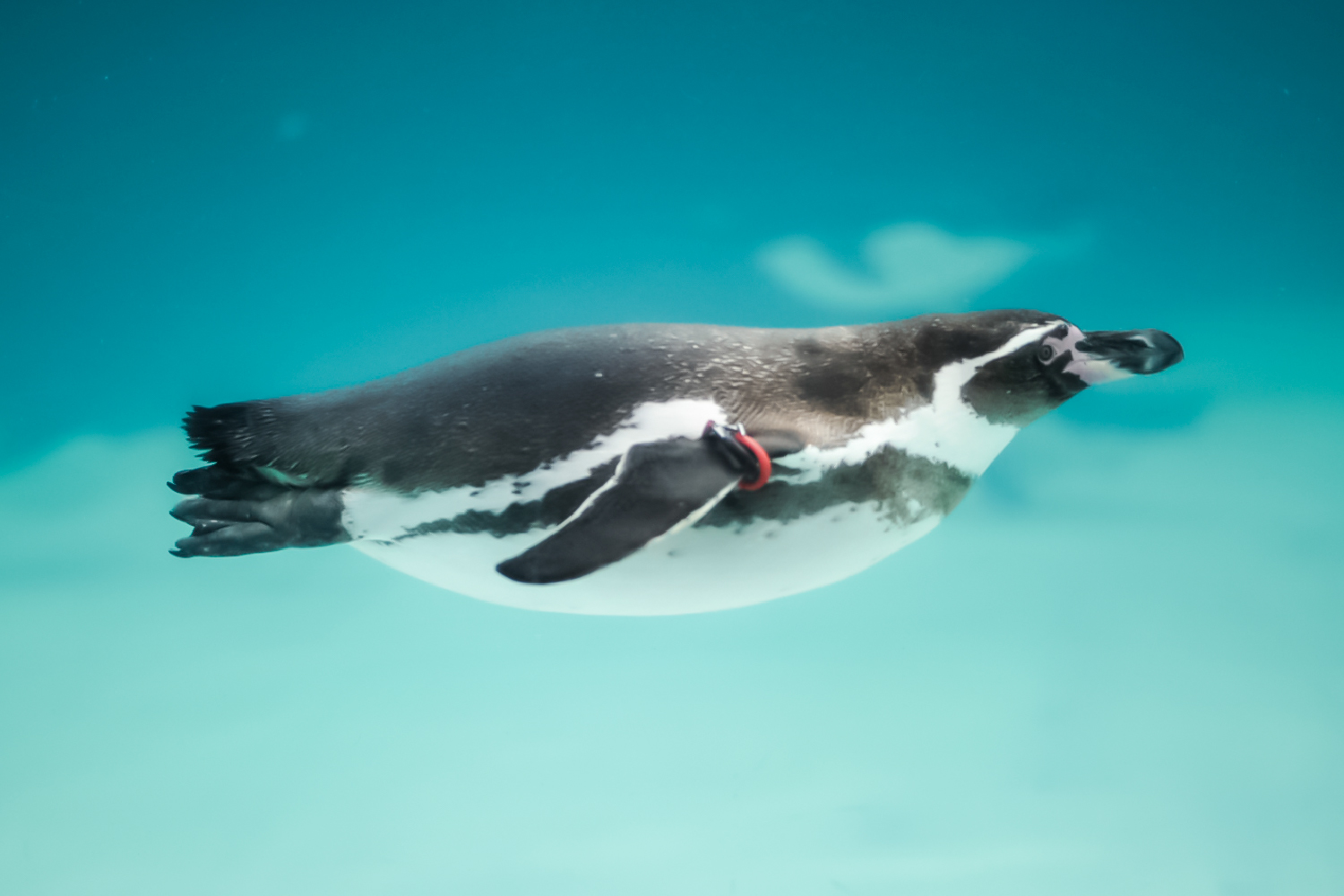 フンボルトペンギン