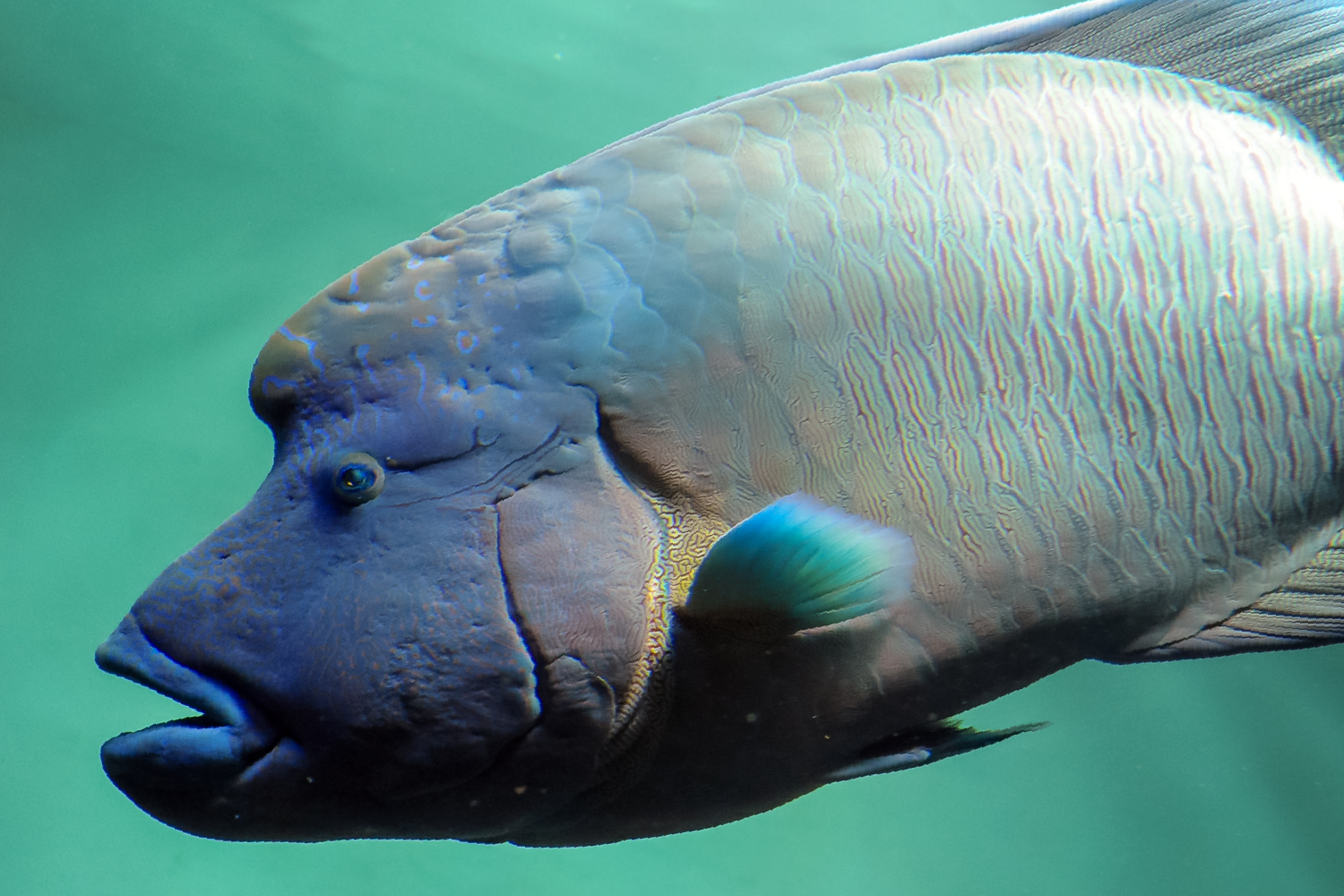 メガネモチノウオ