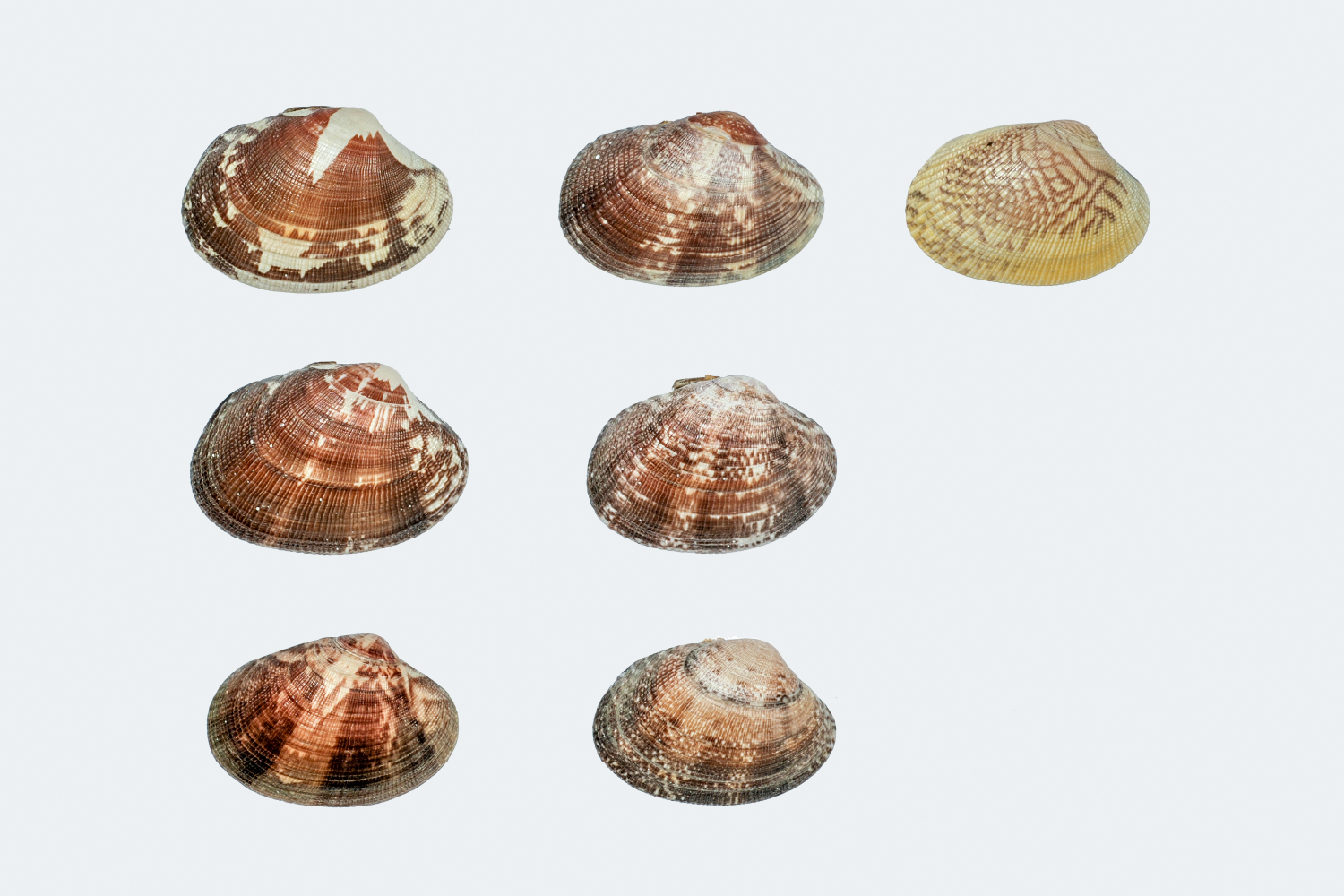 アサリのもよういろいろ