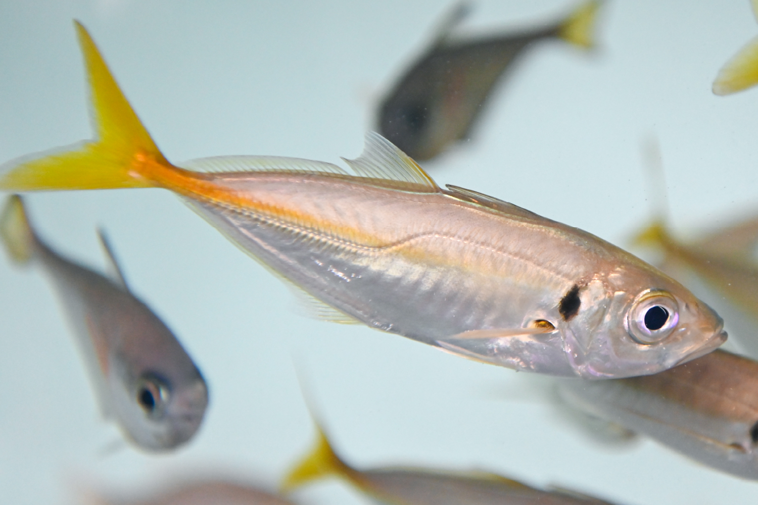 アジのなかまの特徴「ぜんご」