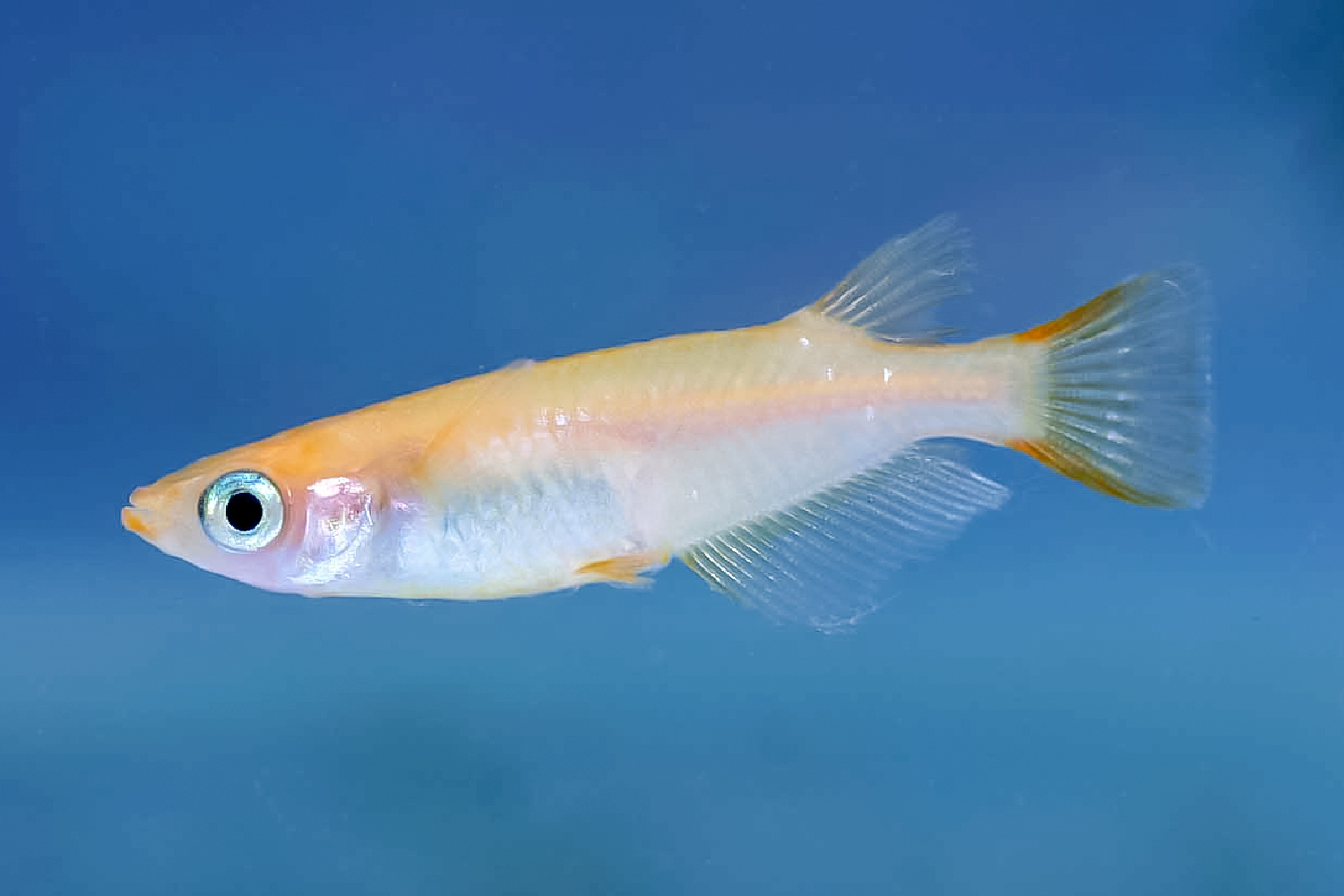 オレンジ色のヒメダカ