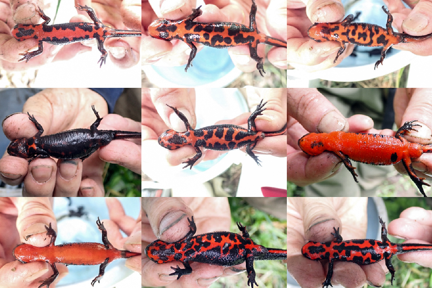 イモリのおなか