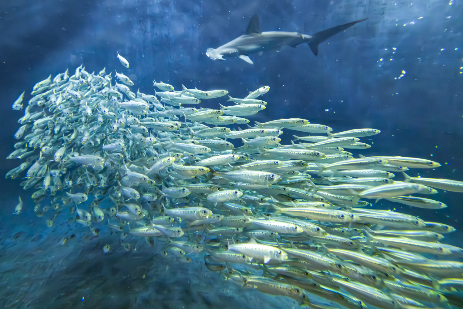 マイワシの大きな群れ