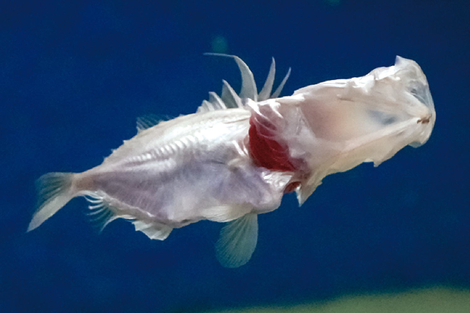 マトウダイの特徴的な餌の食べ方