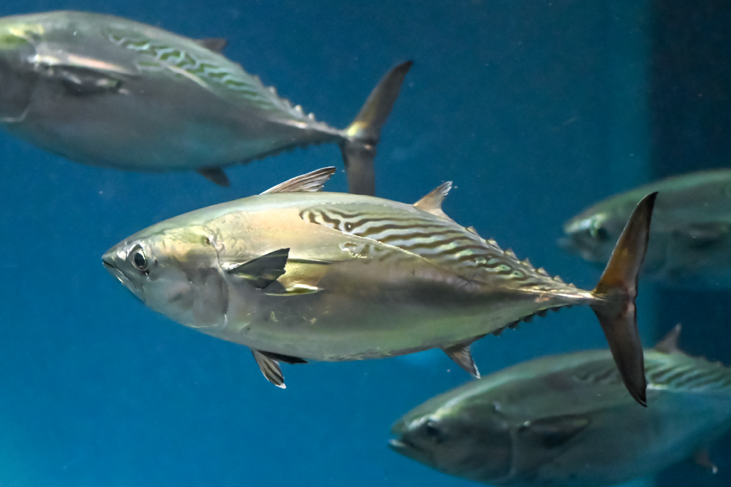 スマのヒミツのひれ