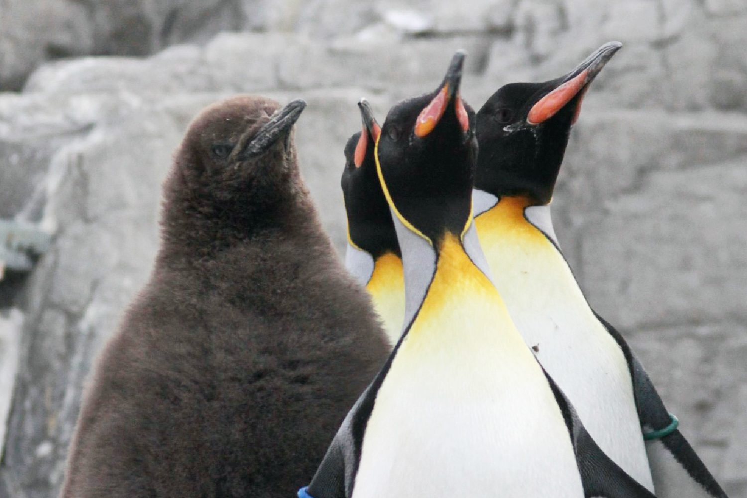 オウサマペンギンのヒナとおとな