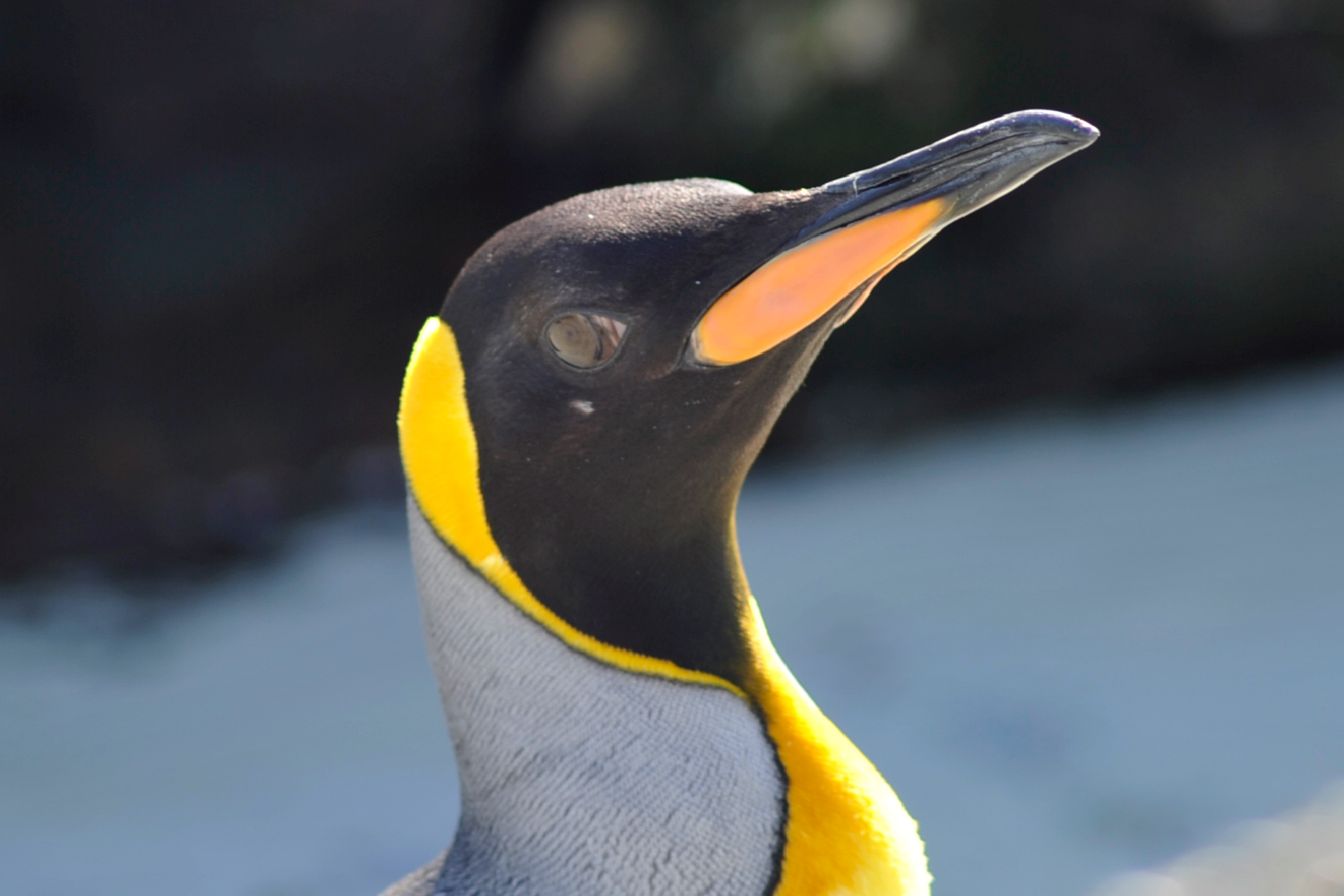 オウサマペンギン