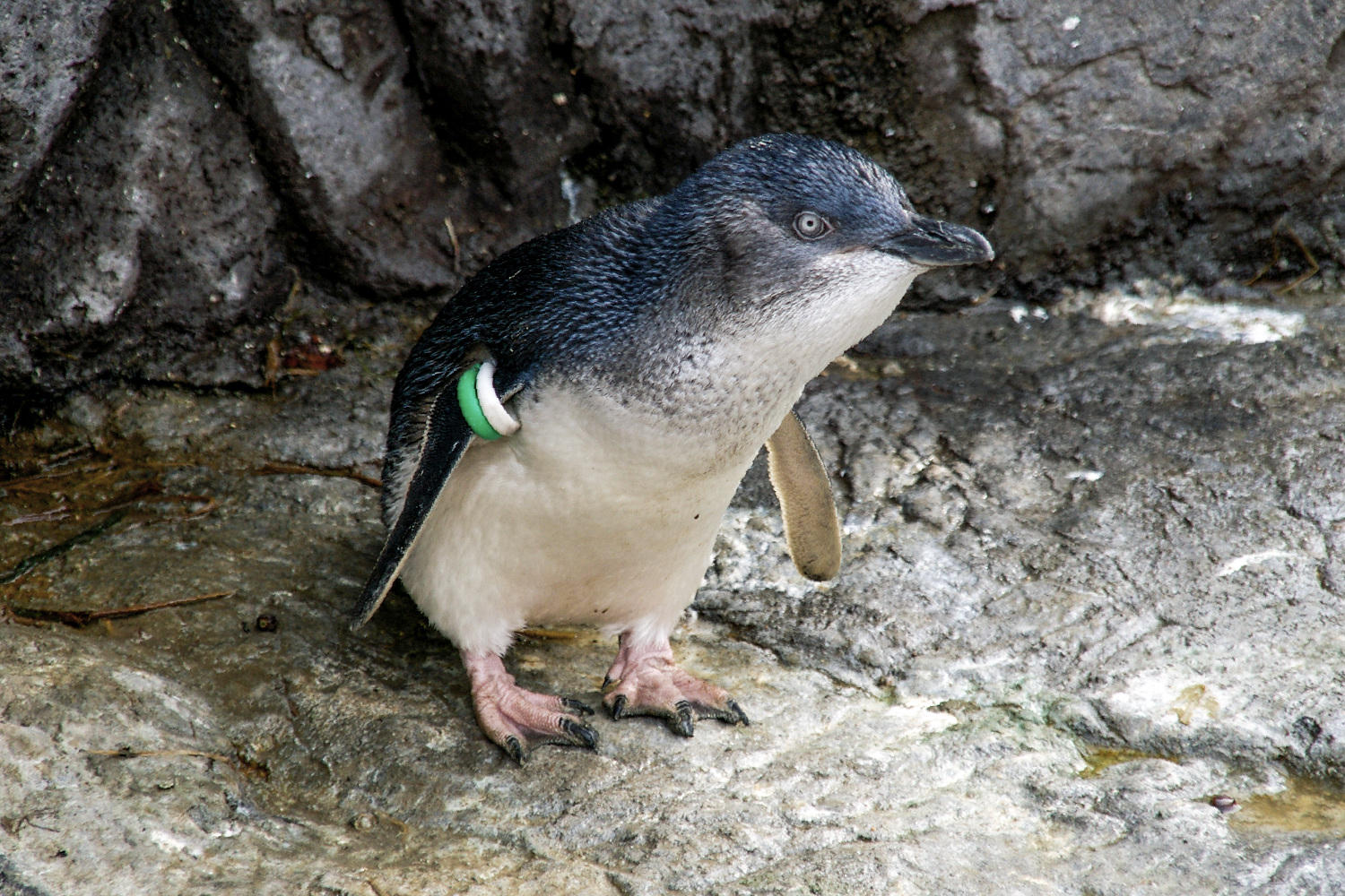 フェアリーペンギン