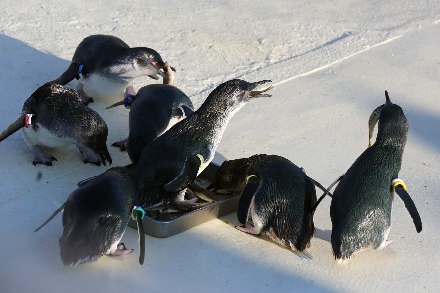 フェアリーペンギン