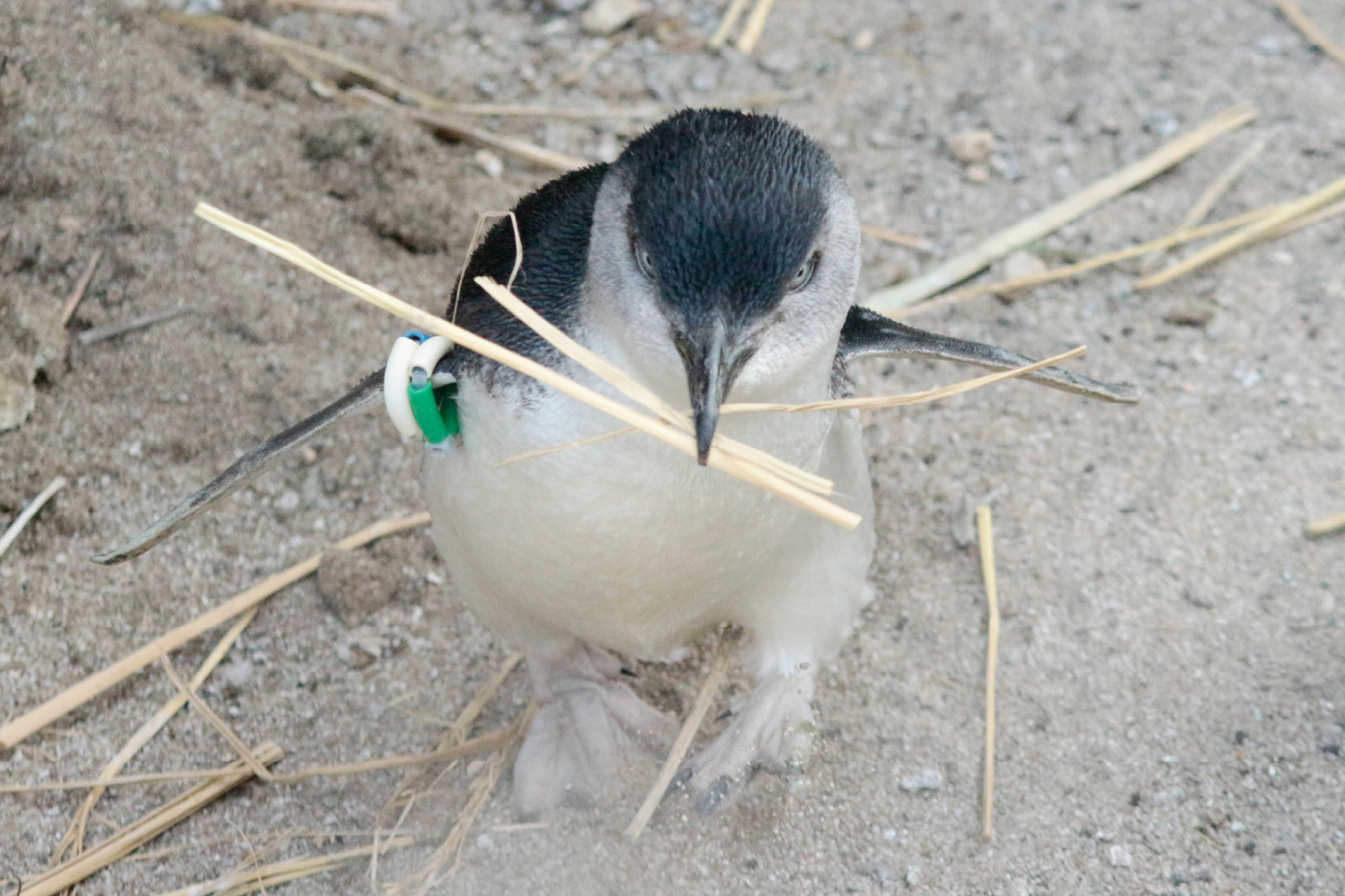 フェアリーペンギン