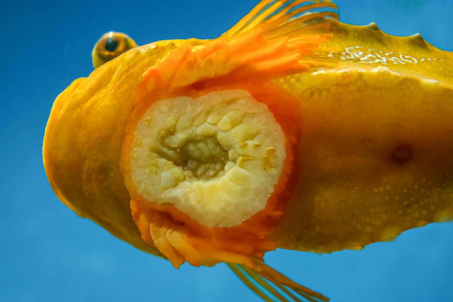 ランプサッカーの腹びれ