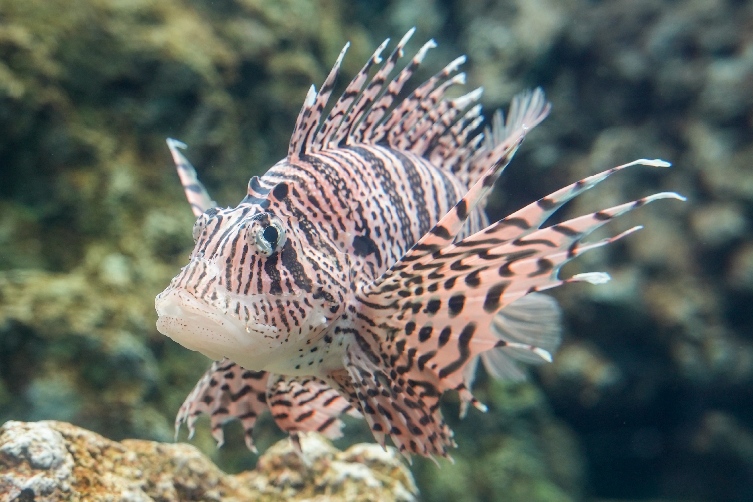 ミノカサゴの派手な外見