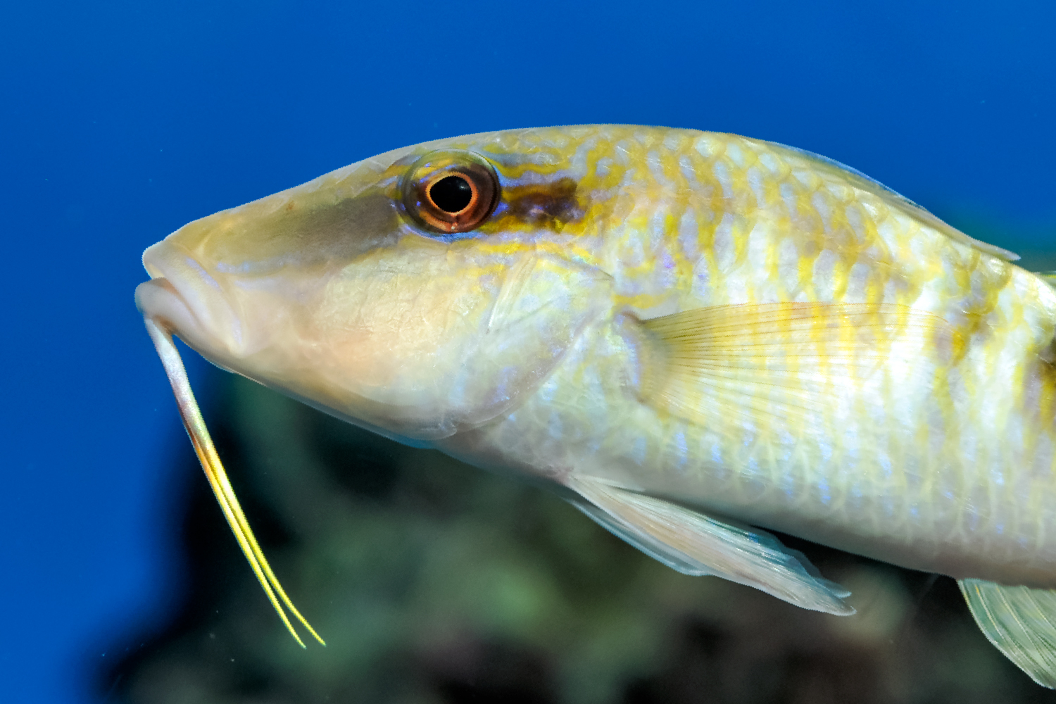 オジサンの味がわかるヒゲ