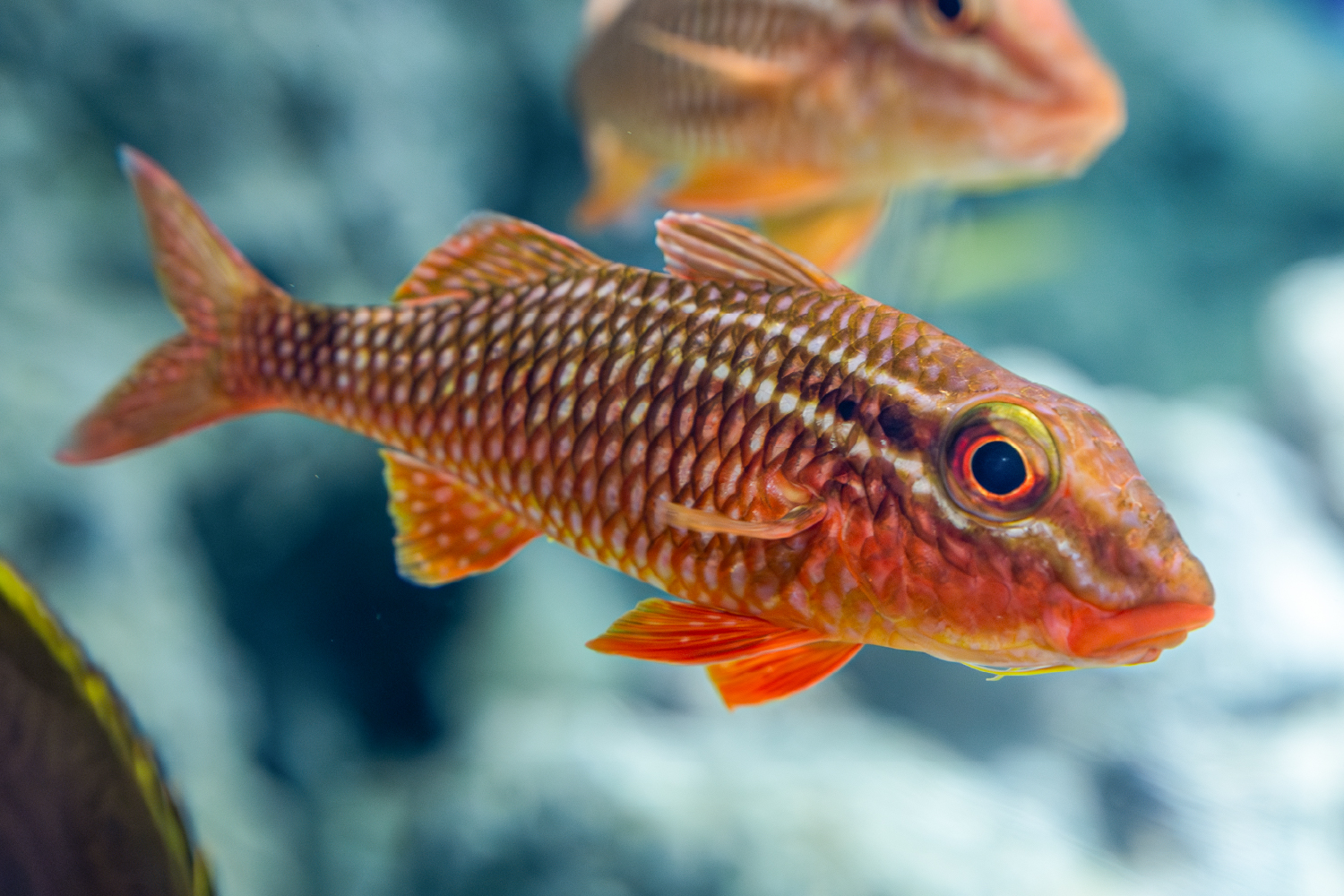 ホウライヒメジの赤っぽい体色