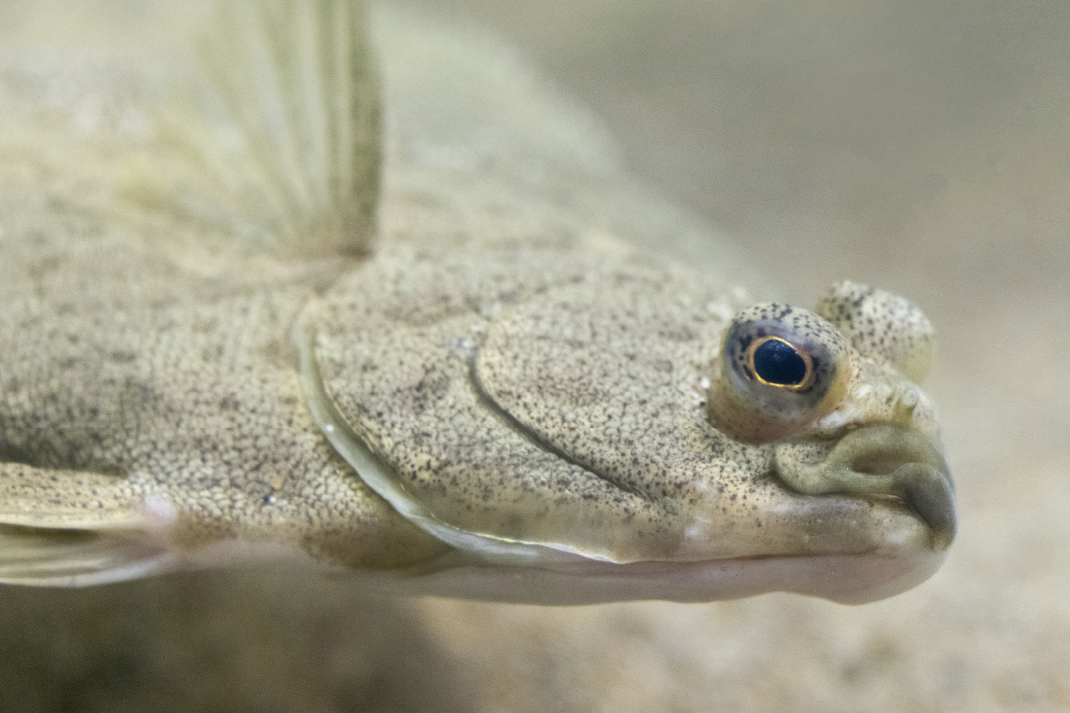 マコガレイの体の特徴