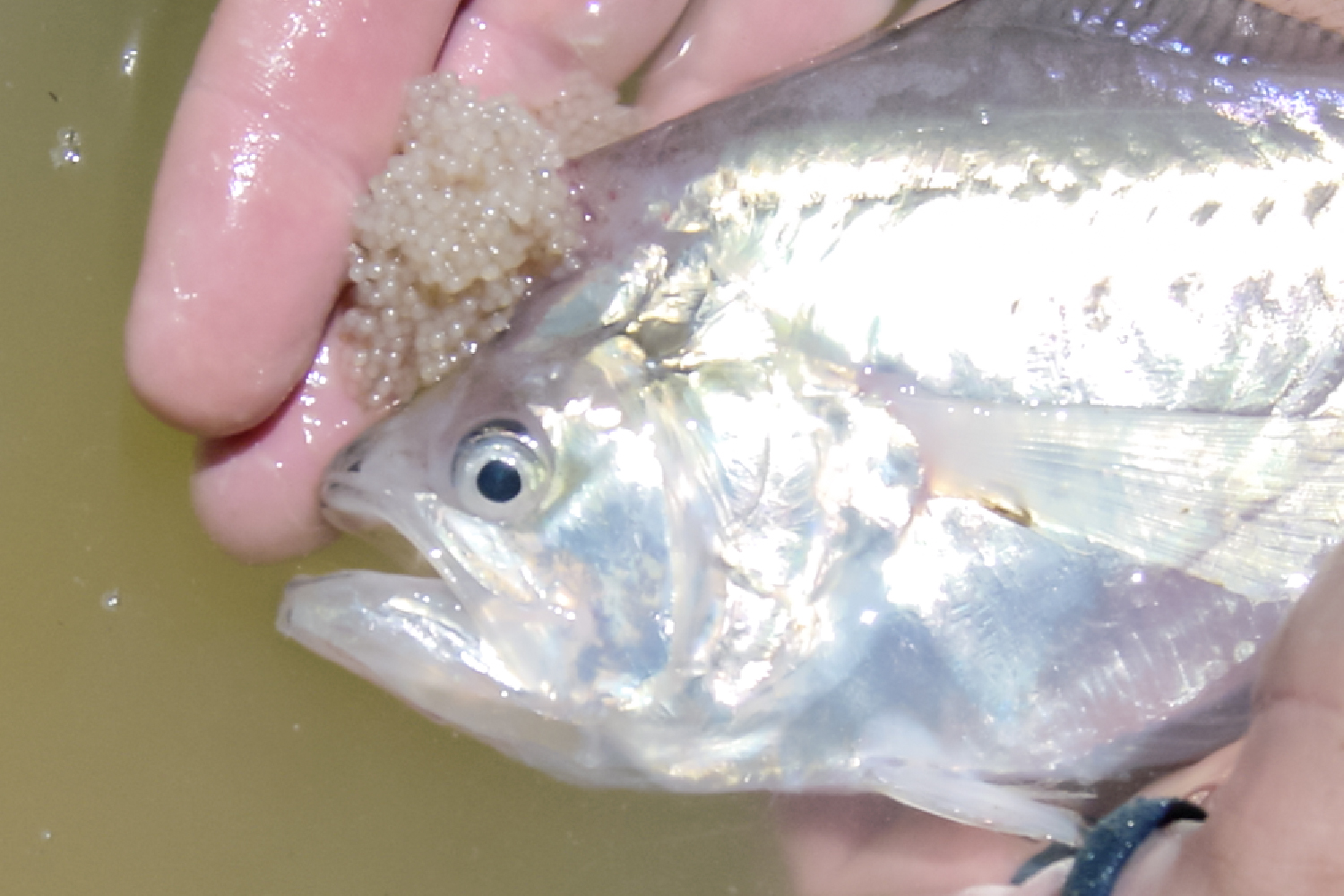 ナーサリーフィッシュ