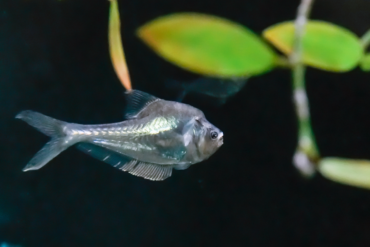 ナーサリーフィッシュ