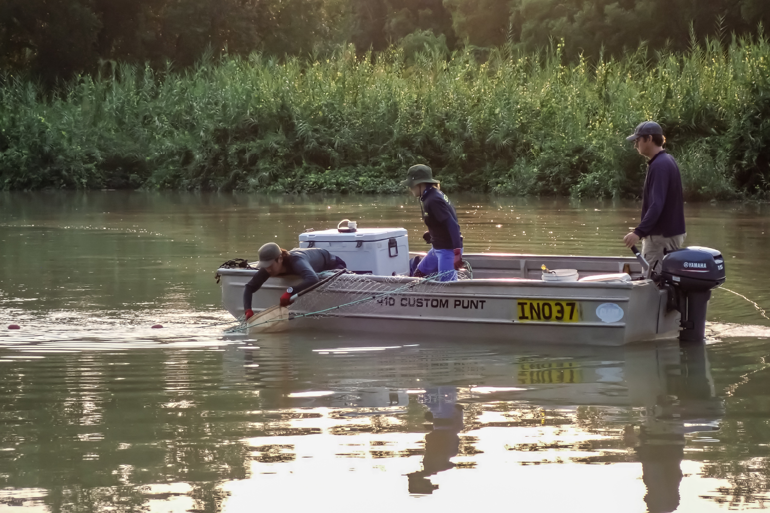 ナーサリーフィッシュの採集風景