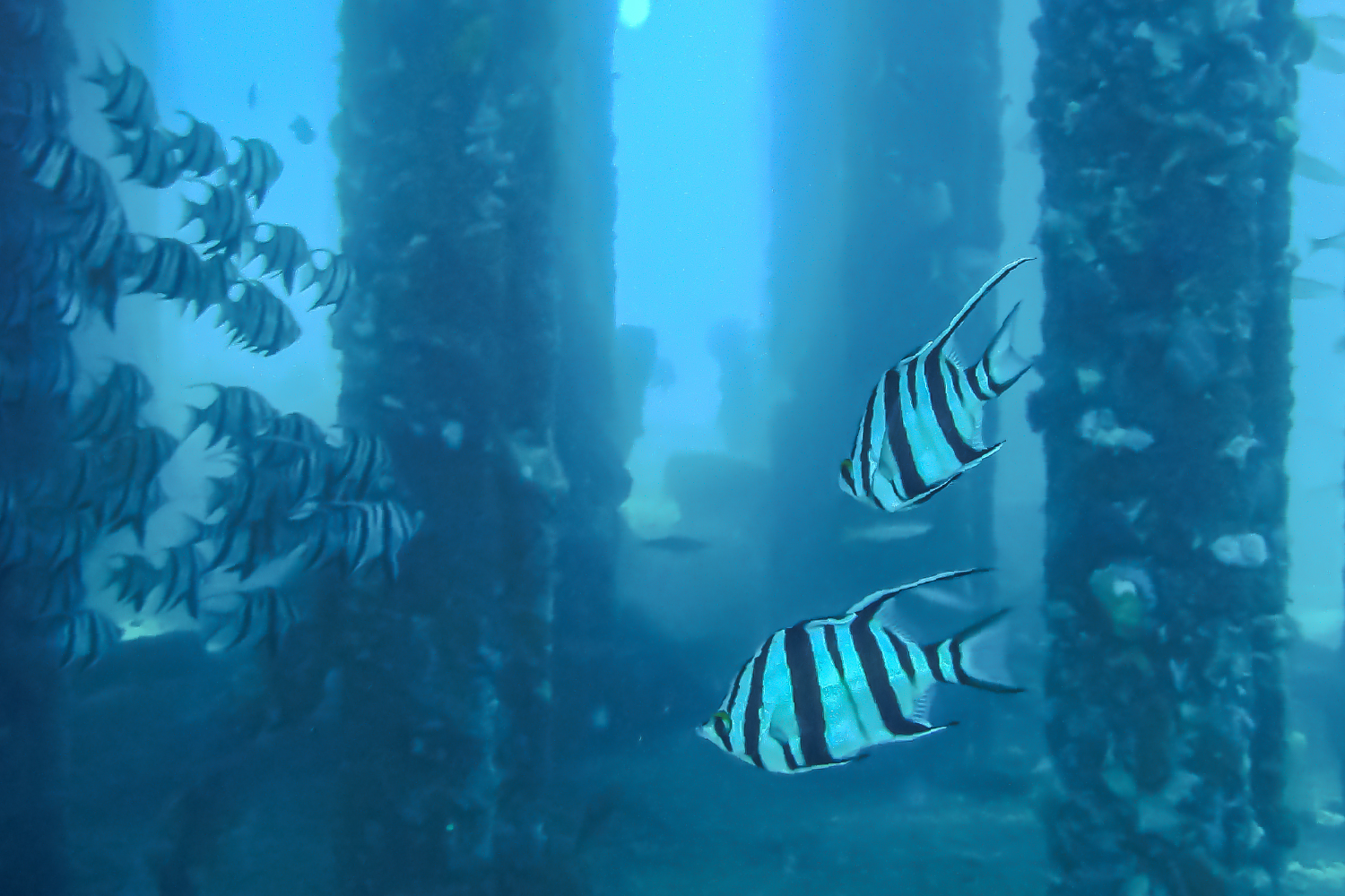 オールドワイフ