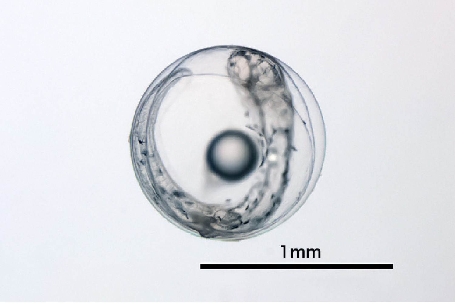 クロマグロの卵