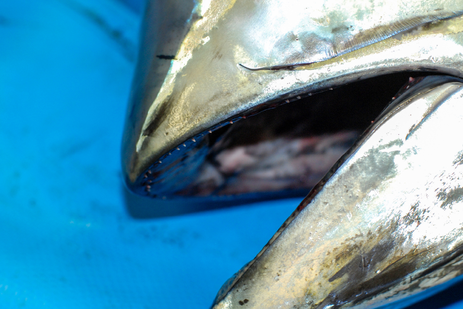 クロマグロの歯