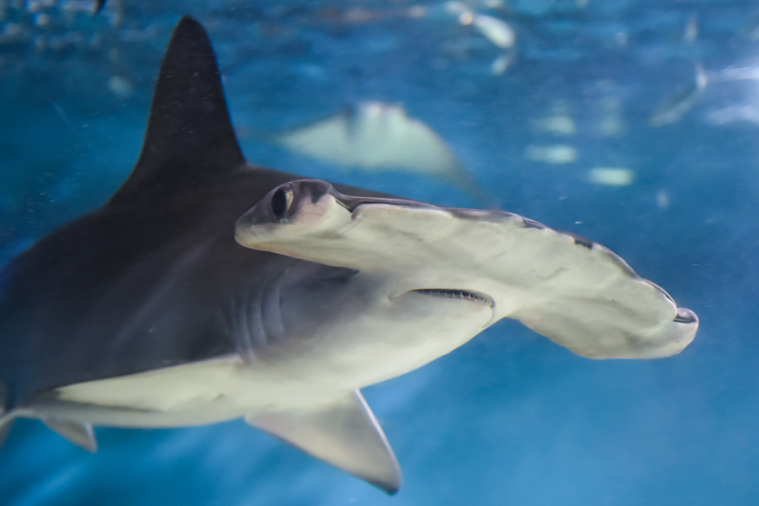 アカシュモクザメの頭