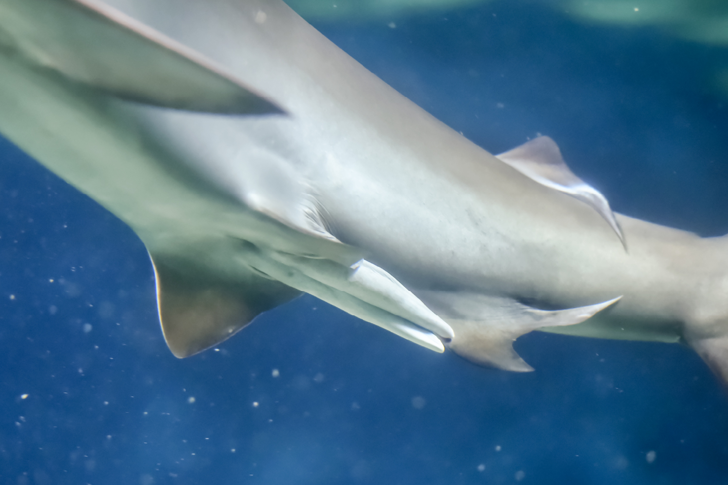 アカシュモクザメのおちんちん