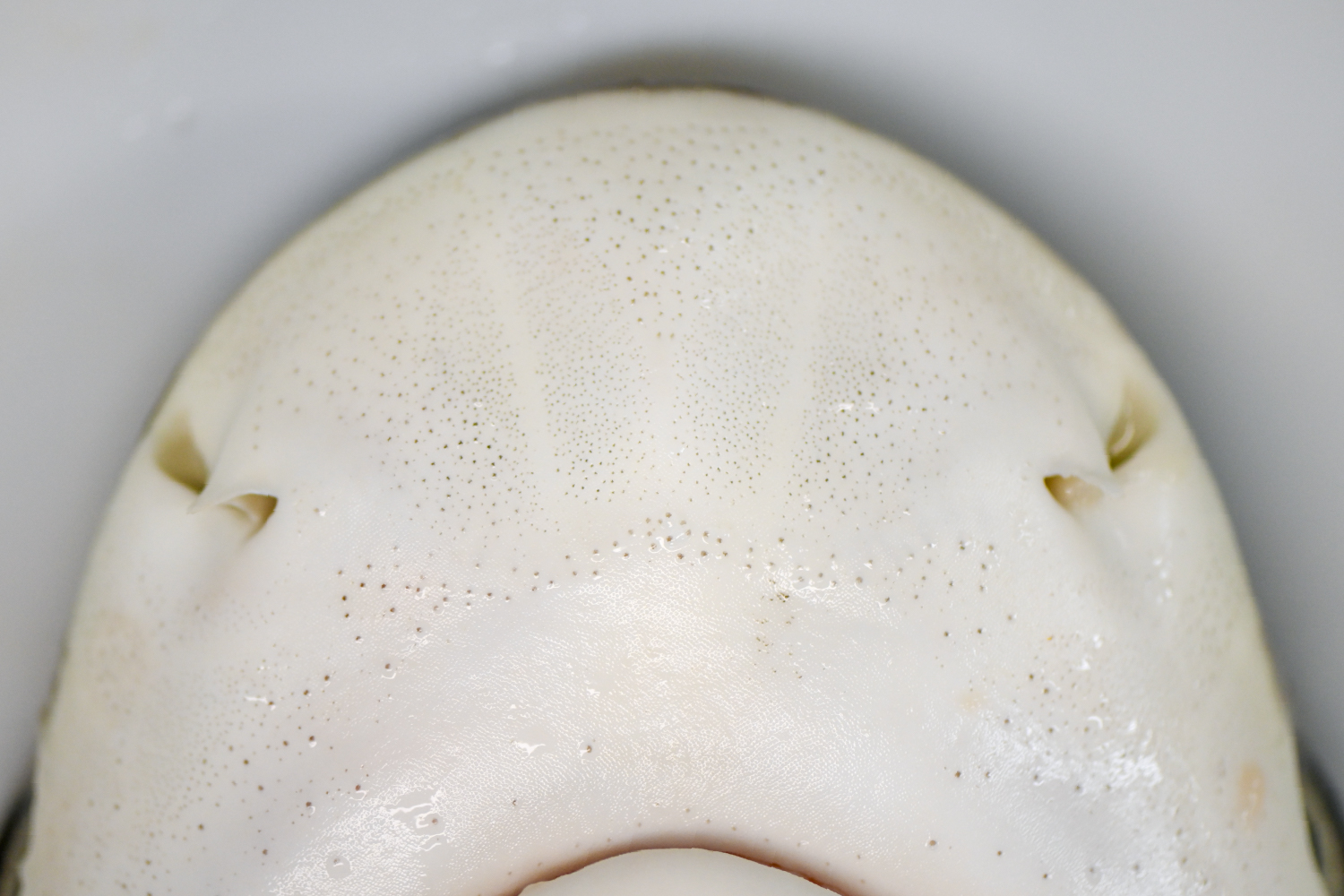 ツマグロのロレンチーニ器官