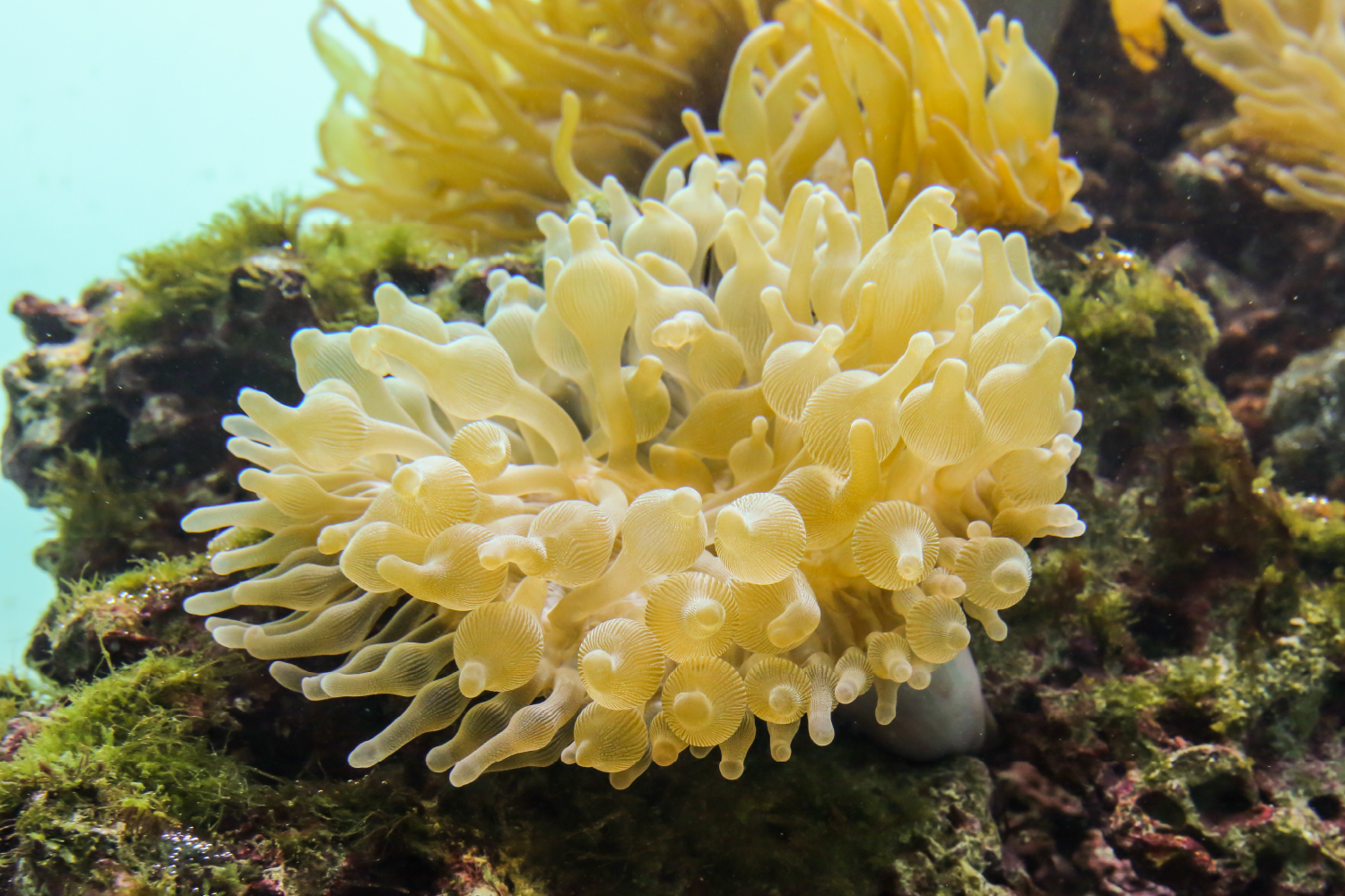 藻類と共生するサンゴイソギンチャク