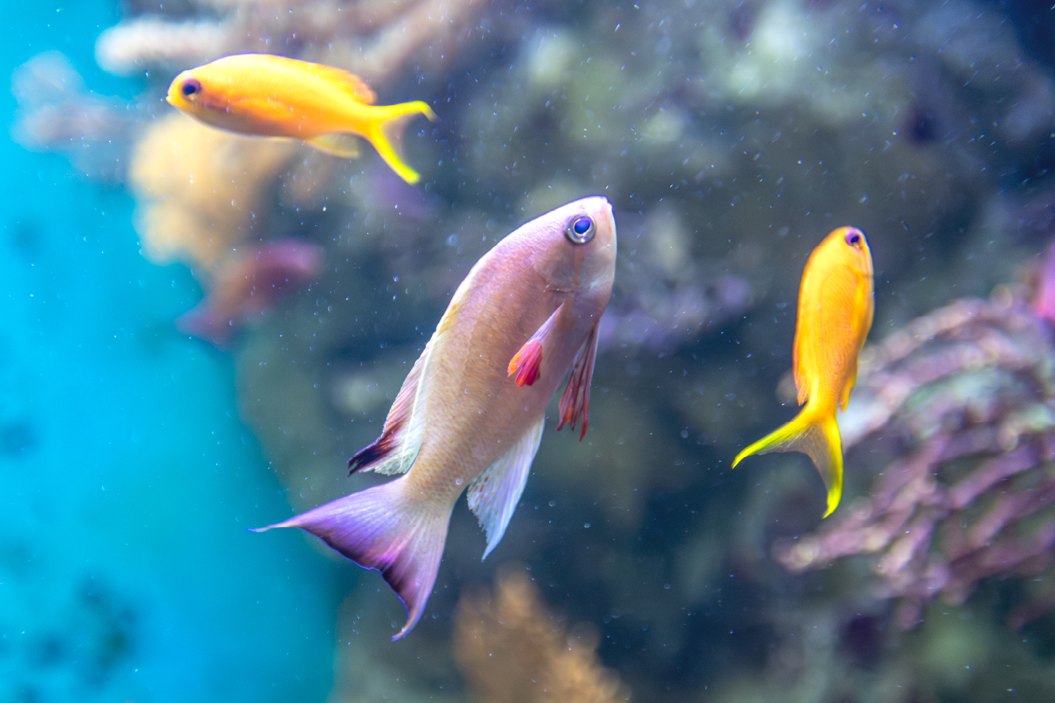 大きなオスがモテる！？