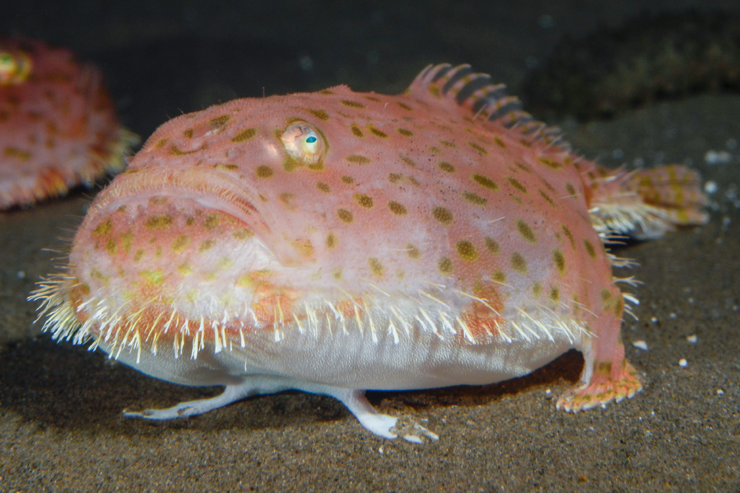 ミドリフサアンコウ