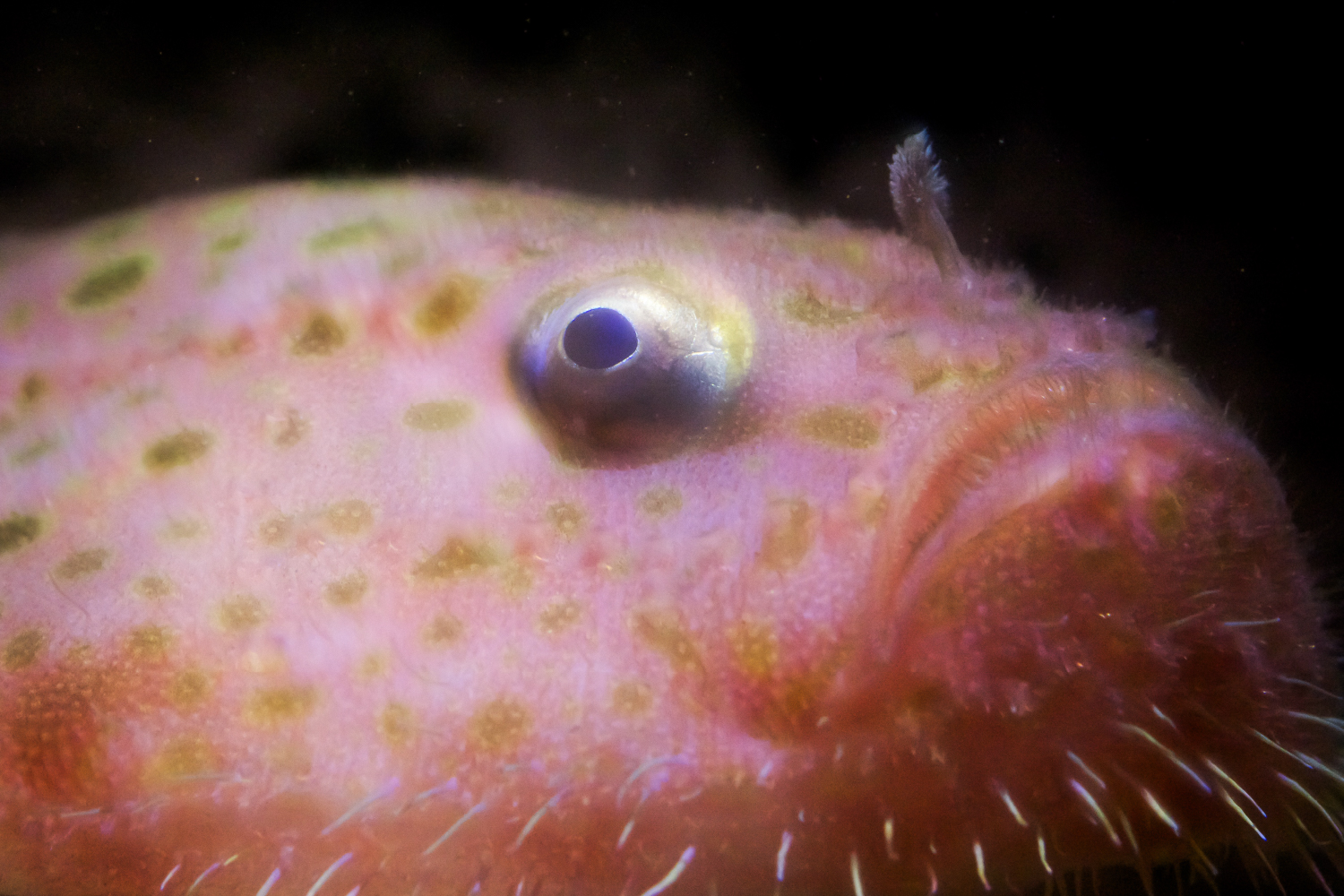 ミドリフサアンコウの誘引突起