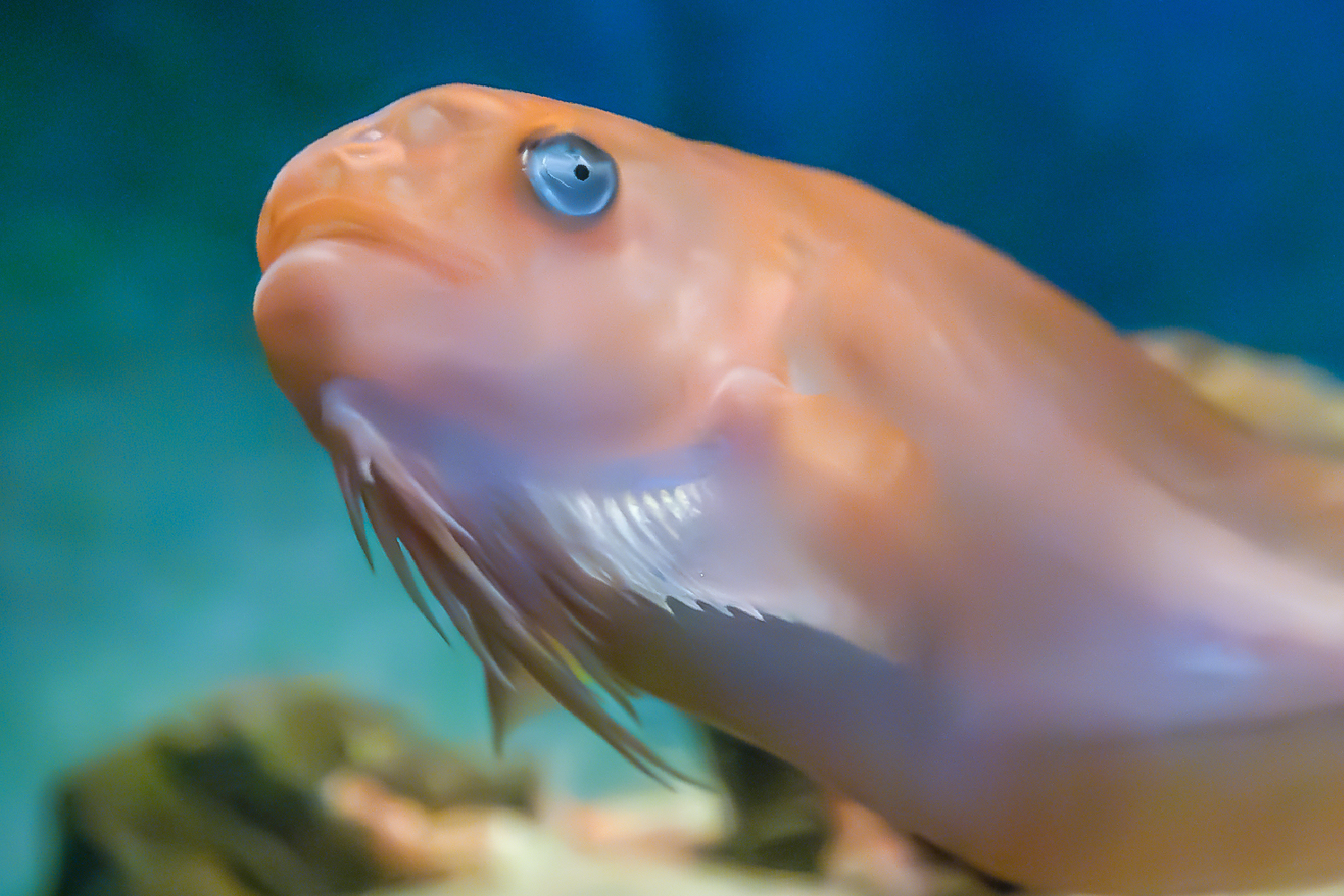 サケビクニンの胸びれ