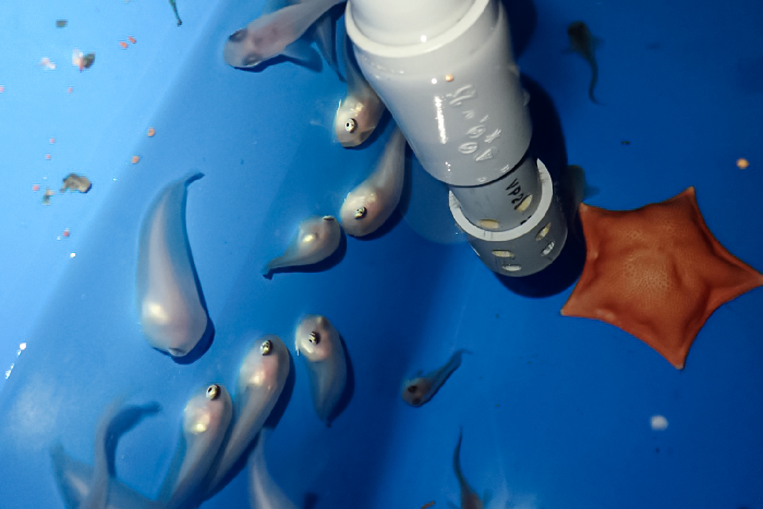 サケビクニンのこども