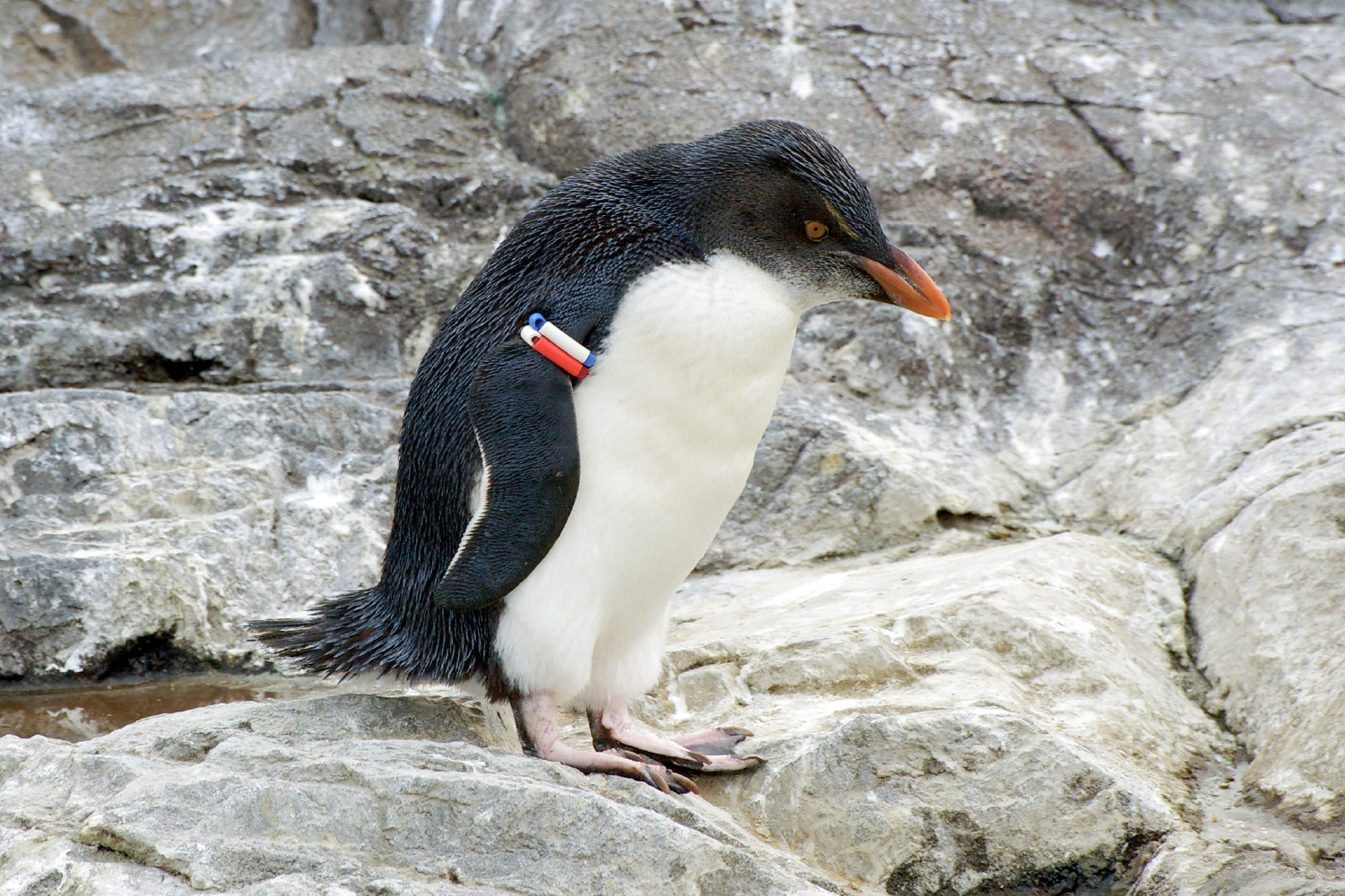 Pingüino de penacho amarillo del sur