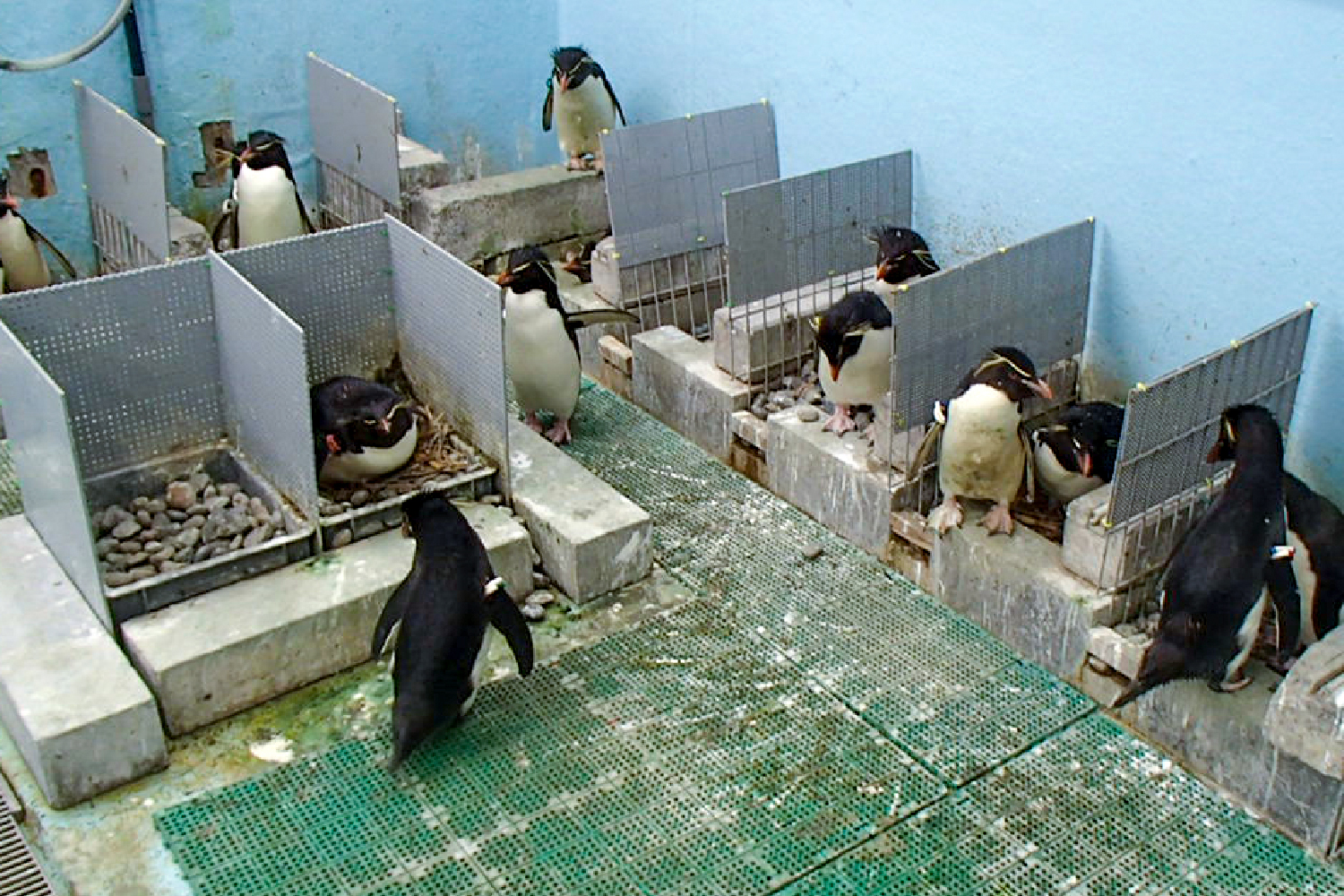 Pingüino de penacho amarillo del sur