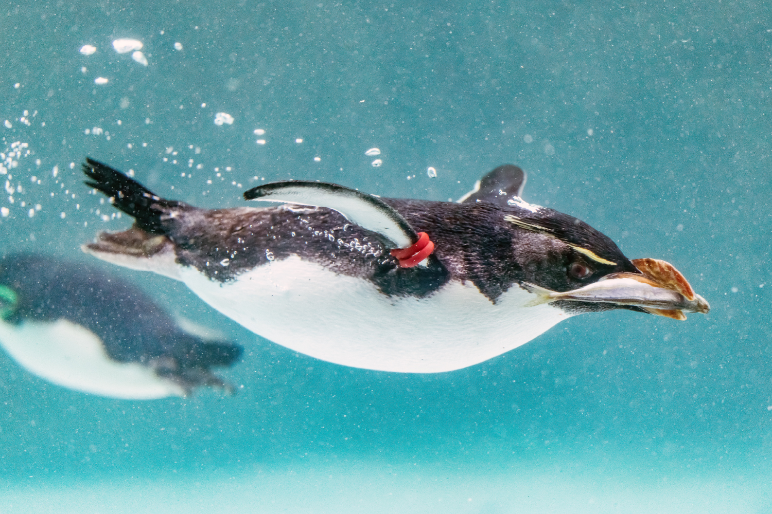 Pingüino de penacho amarillo del sur