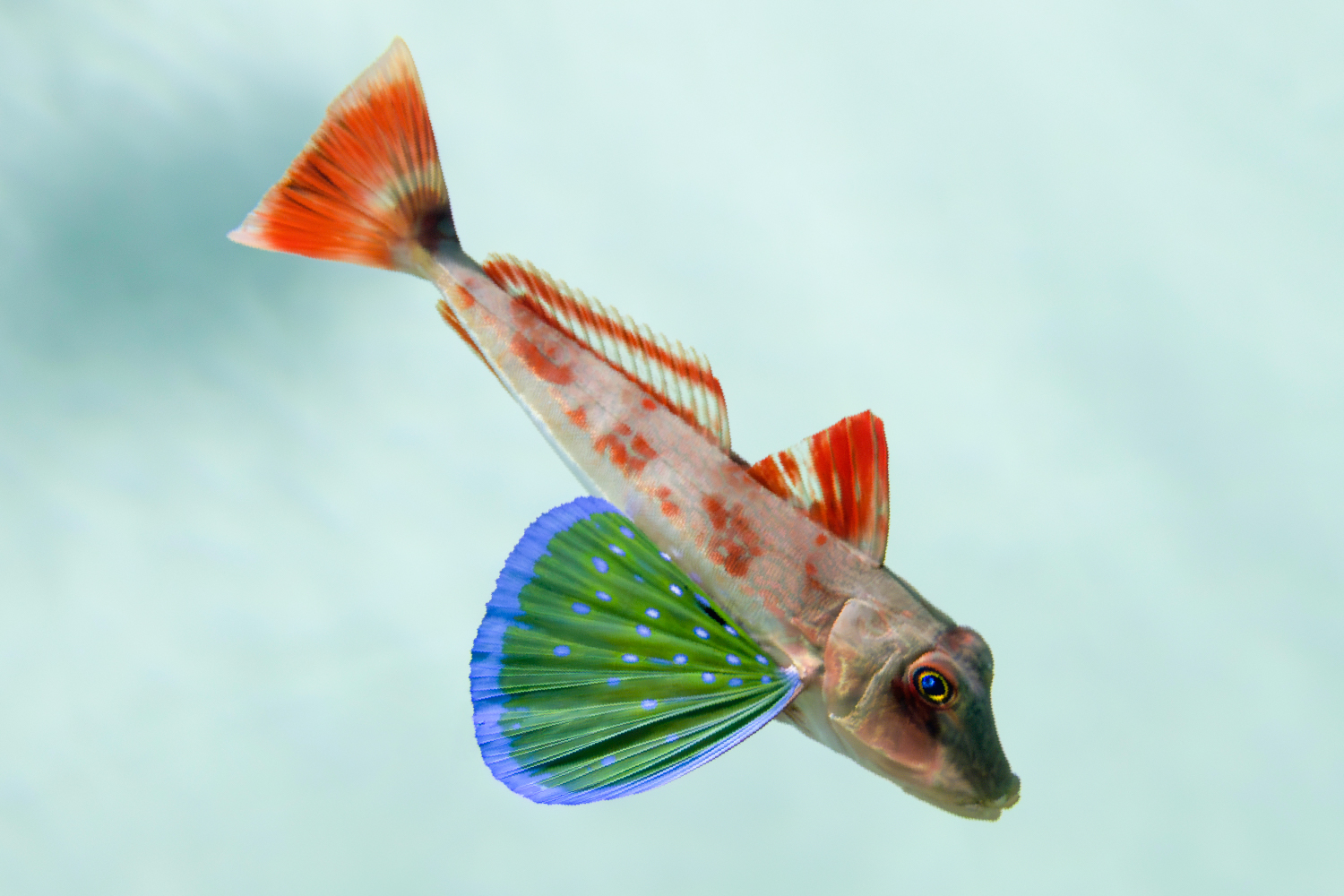 ホウボウの大きな胸びれ