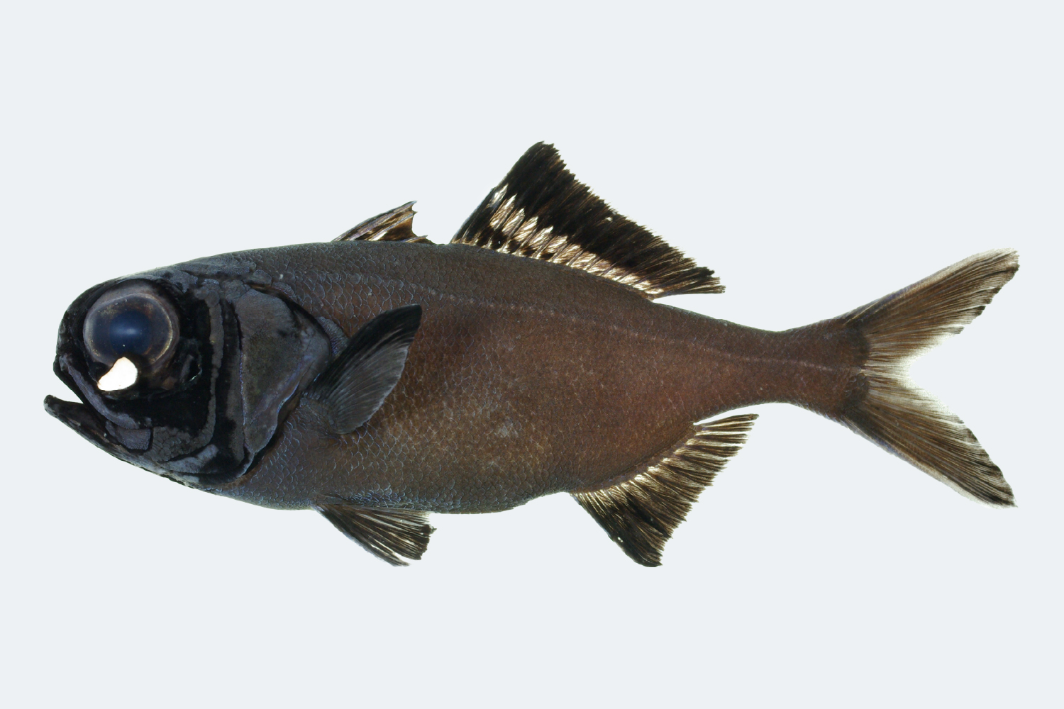 ヒカリキンメダイの発光器