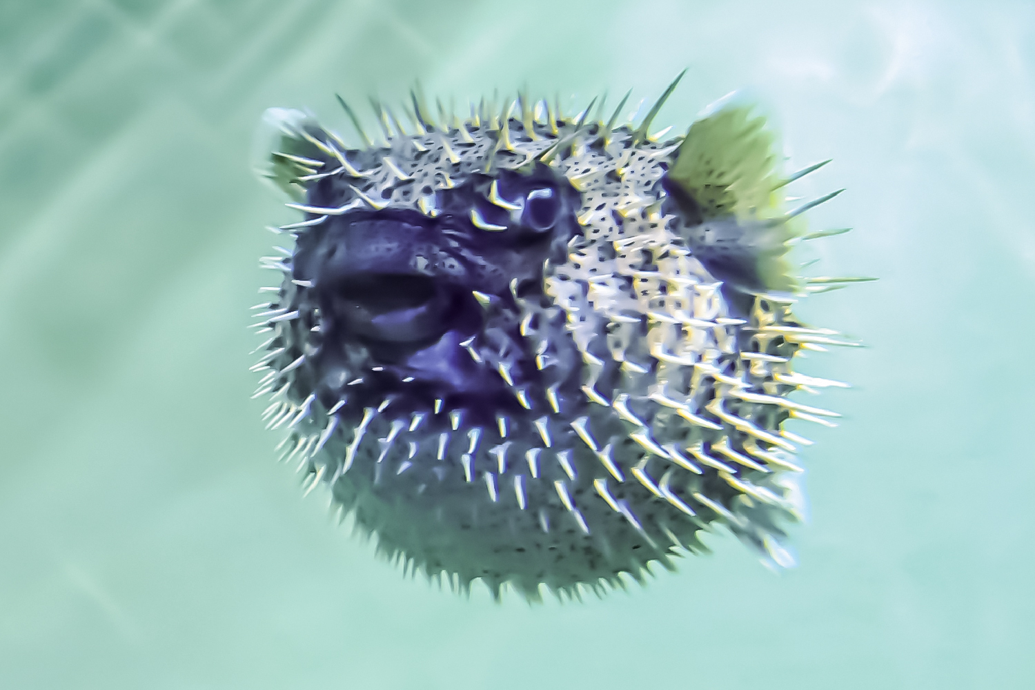 ハリセンボンのトゲ