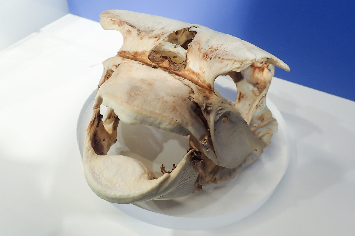 ネズミフグの骨格標本の口