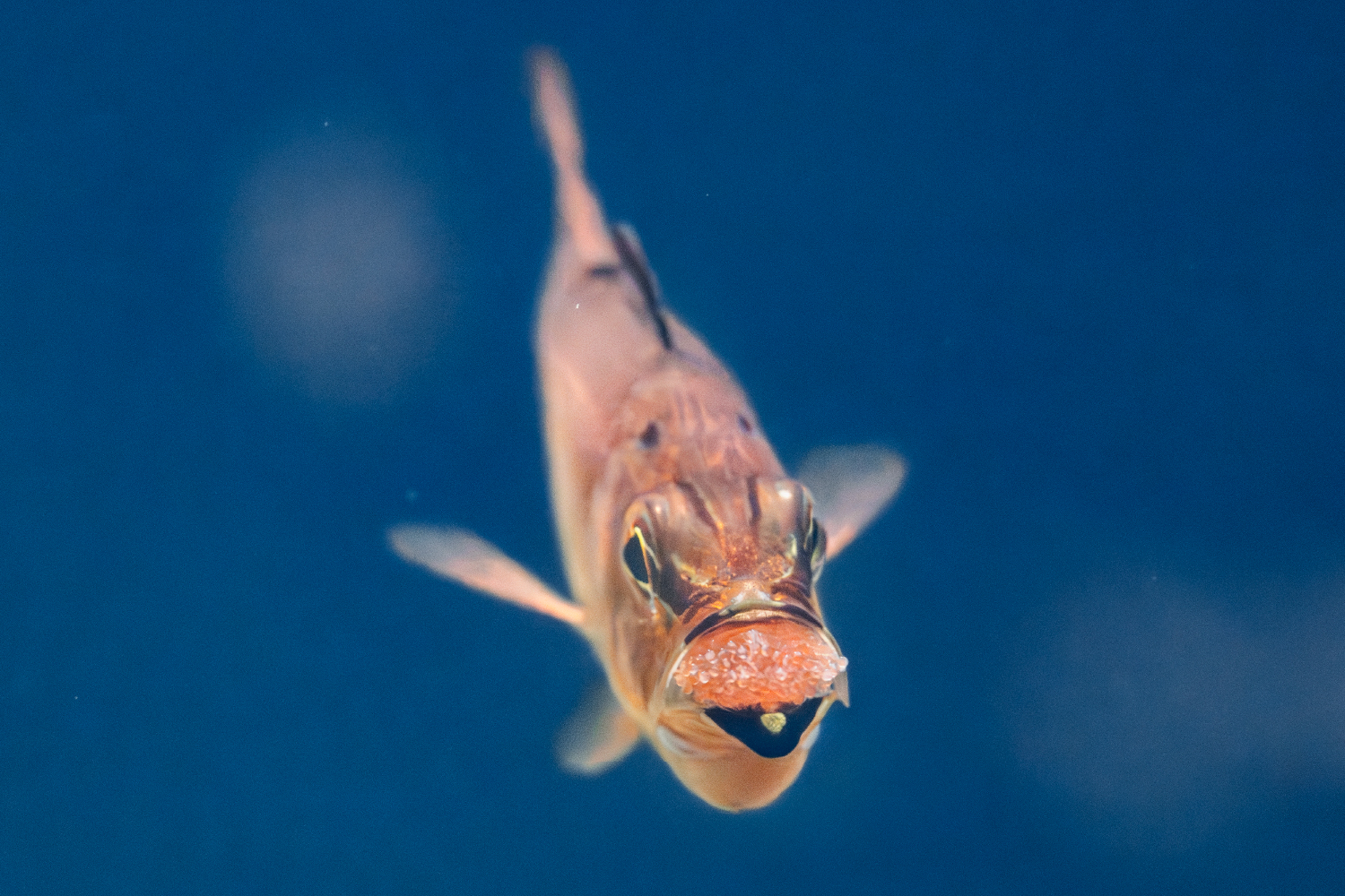 クロホシイシモチ